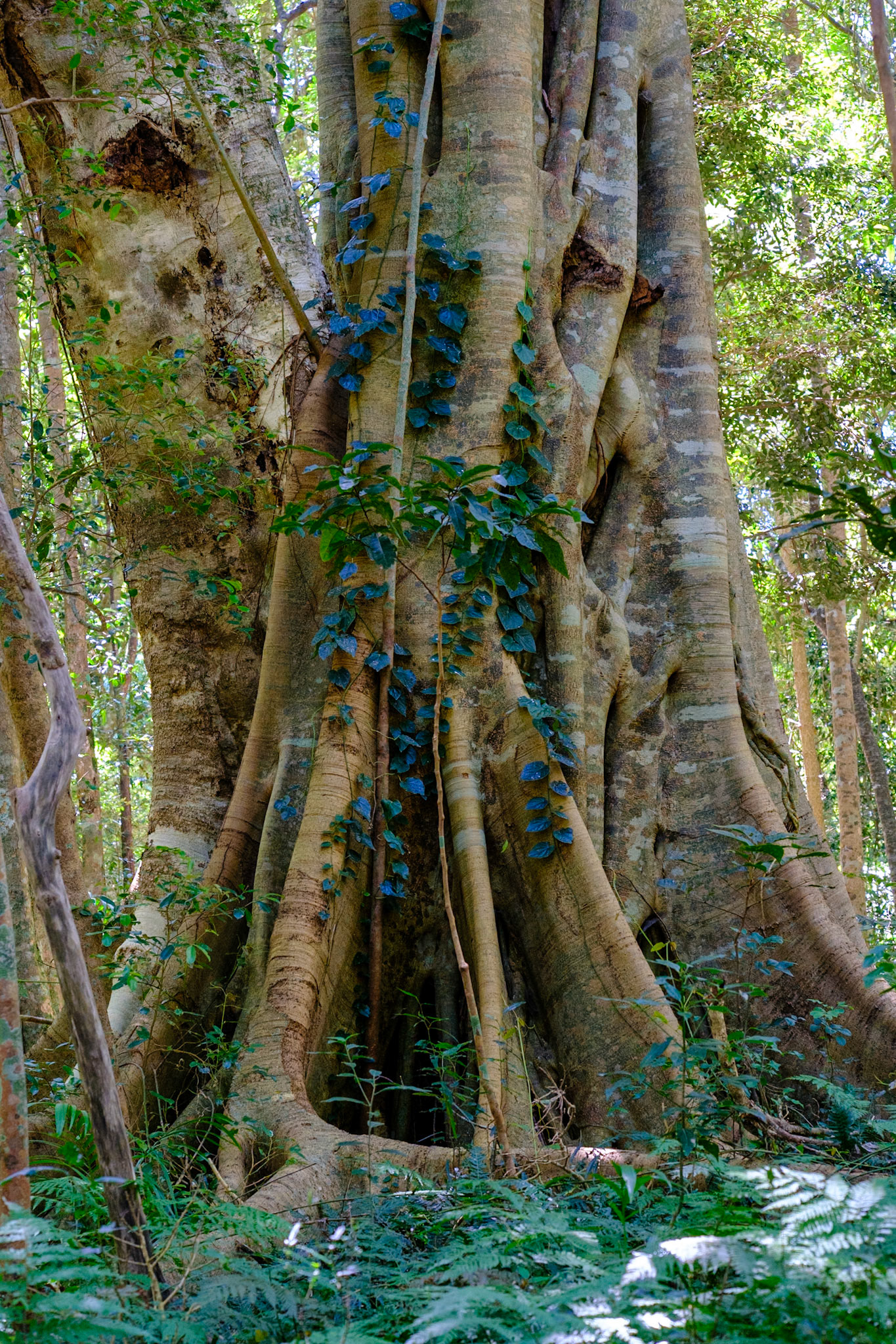 Bunya Mountains - Russel Park Walk