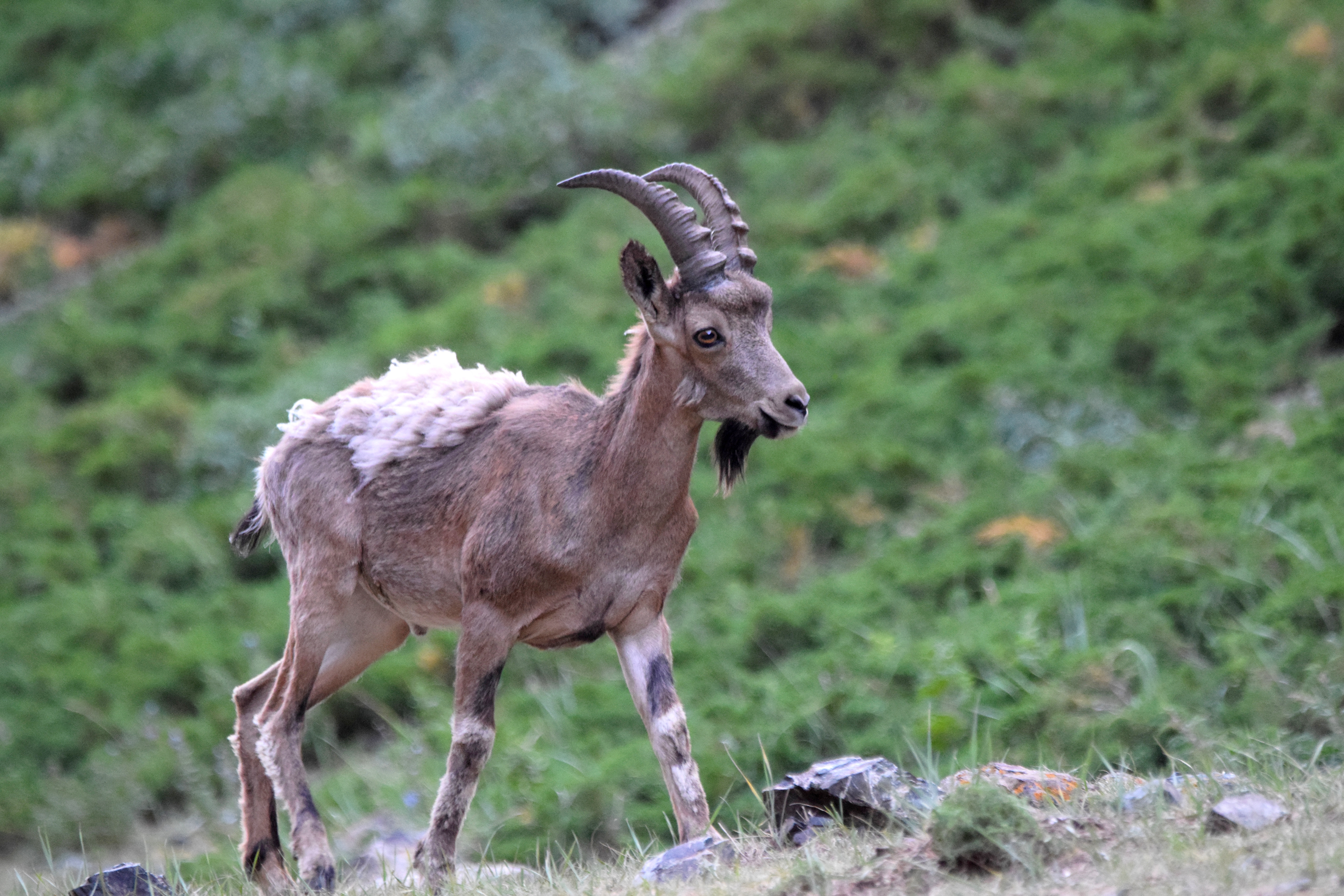 Ibex de Mongolie, gorges de Yolyn Am