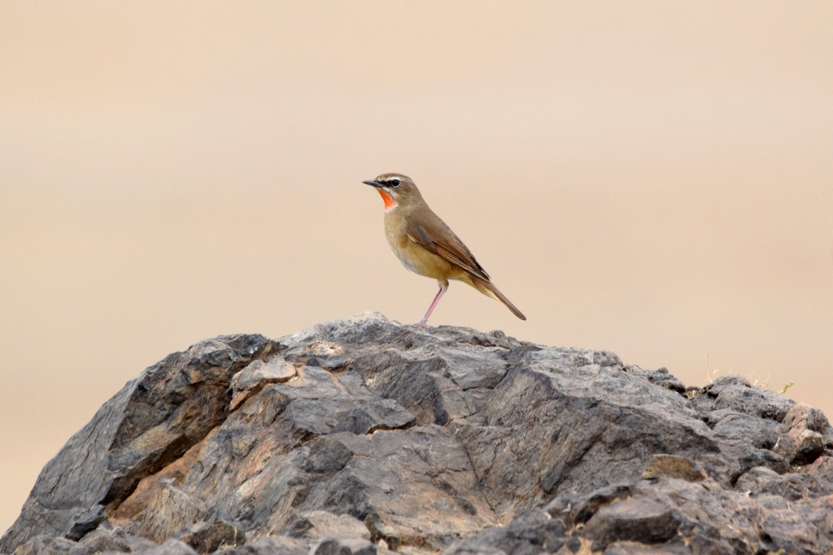 Gorge-rubis Sibérien