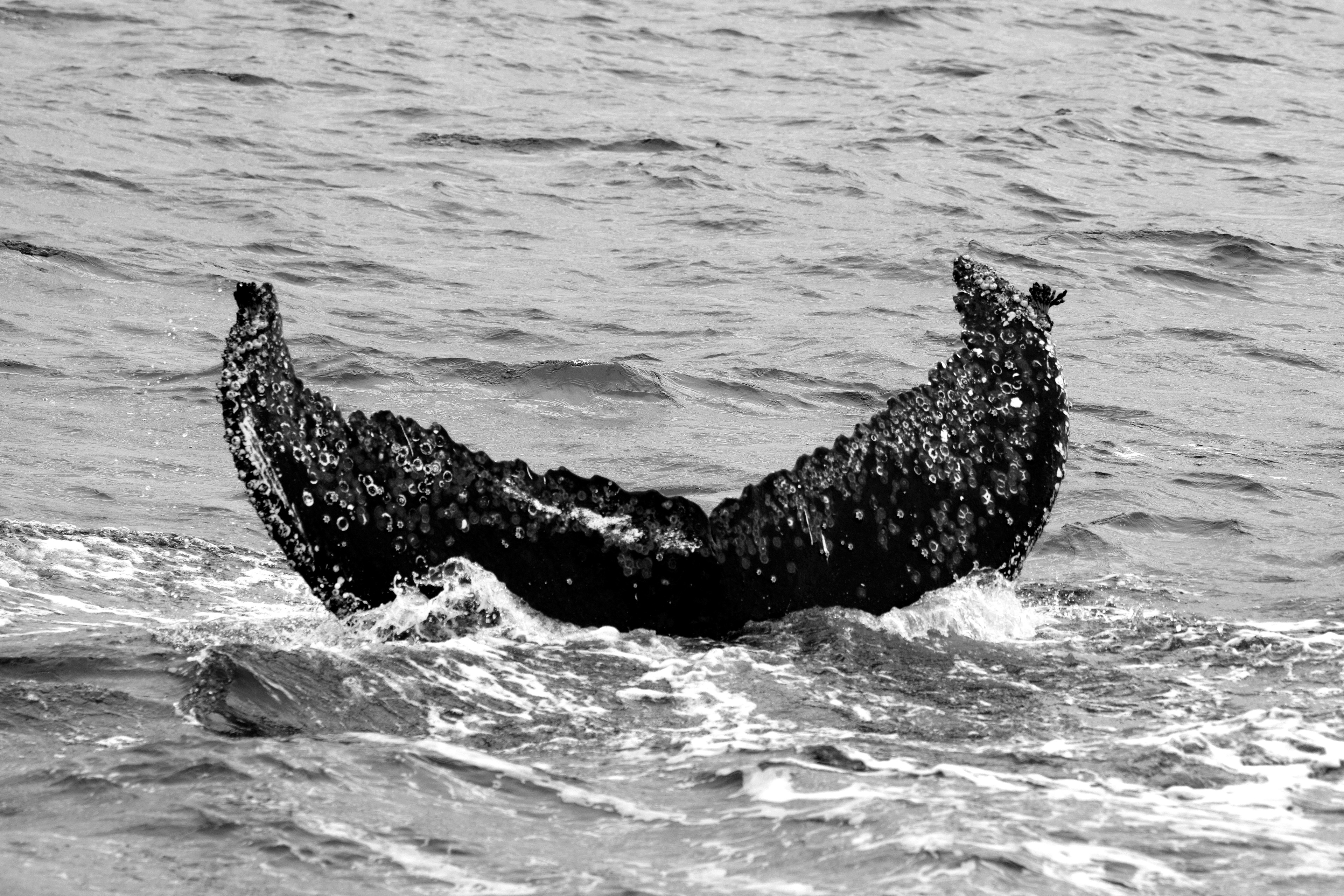 Baleine à bosse, dans les eaux d'Ushuaia.