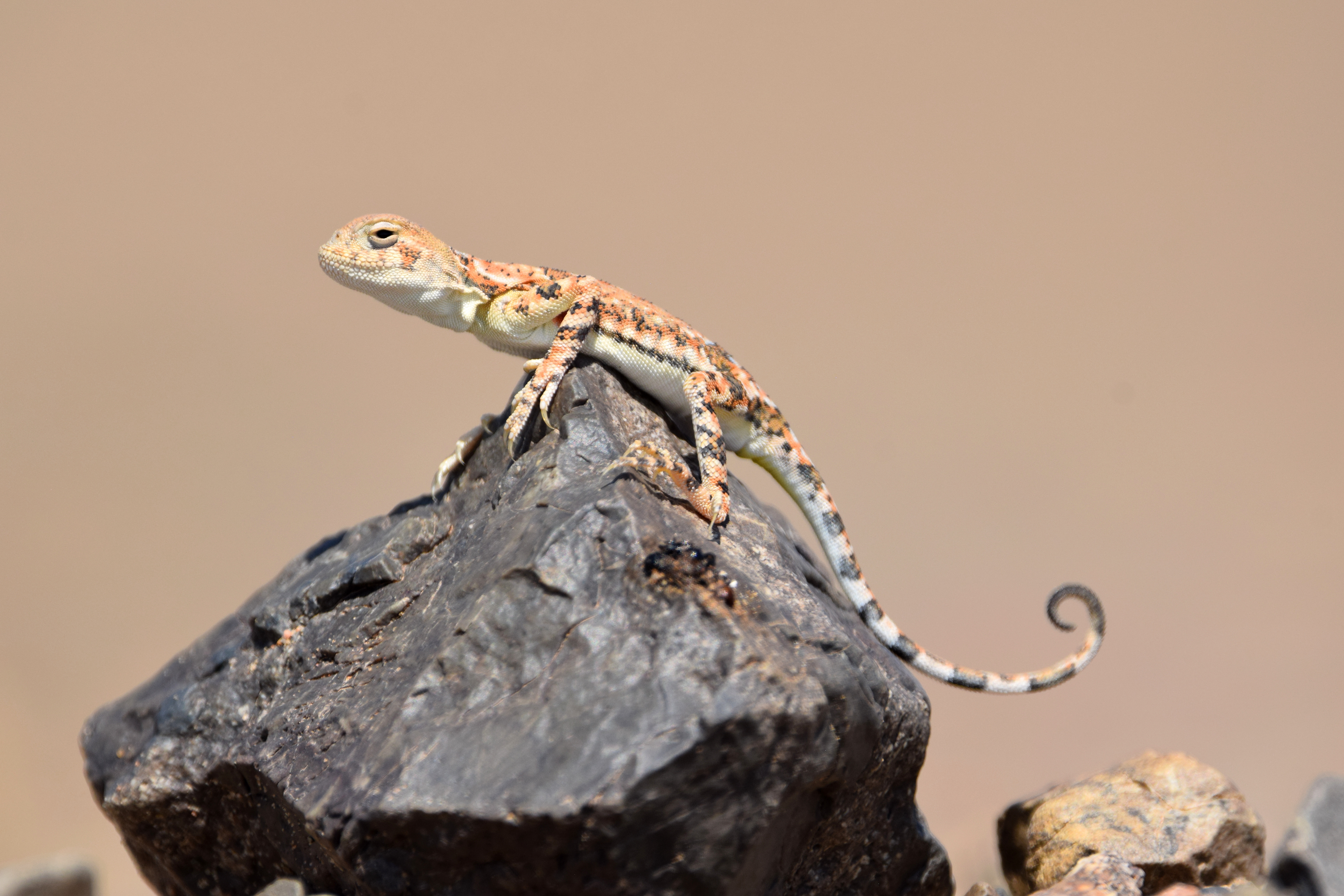 Phrynocephalus versicolor, dans le désert de Gobi