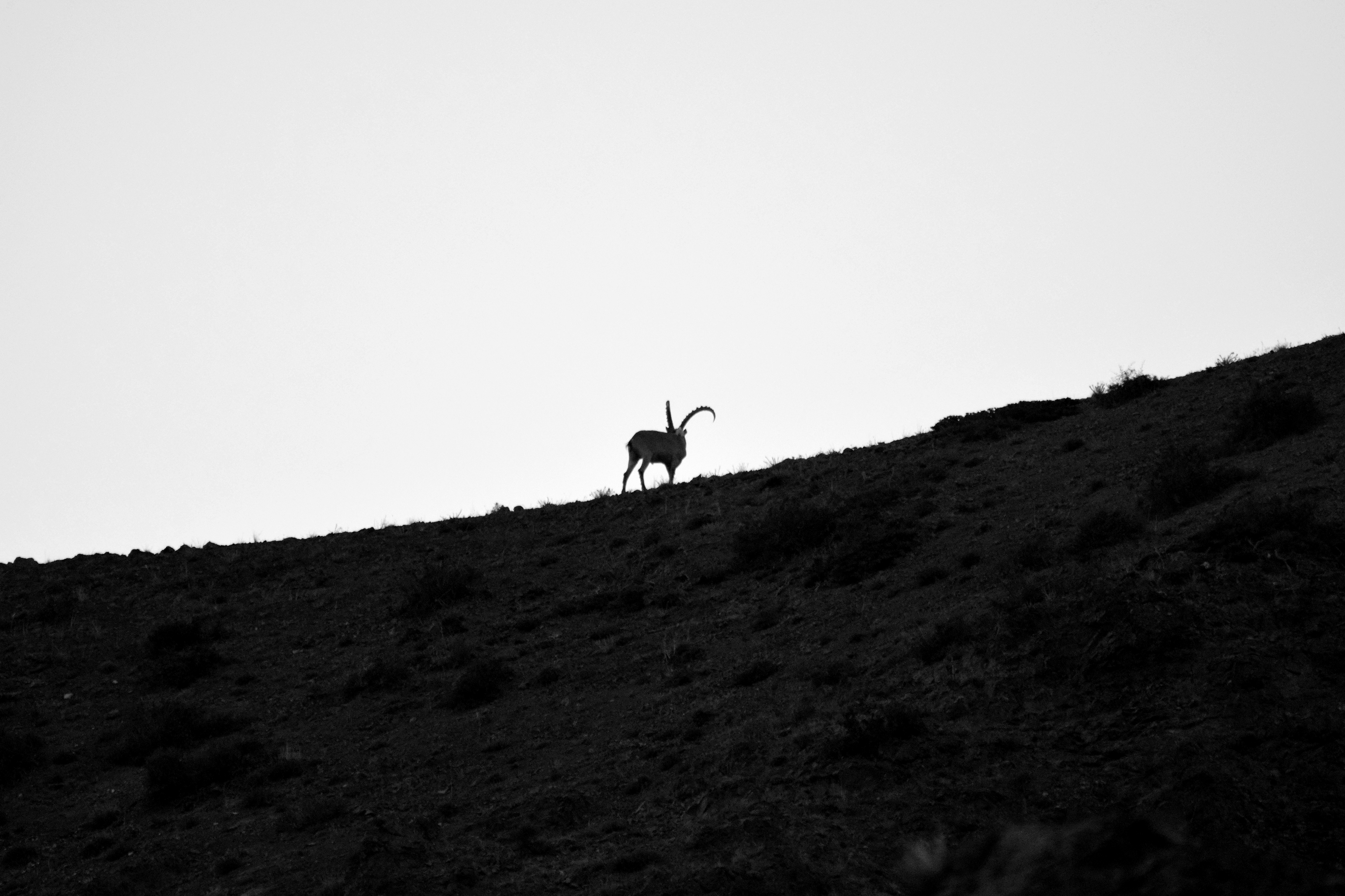 Ibex de Mongolie, gorges de Yolyn Am