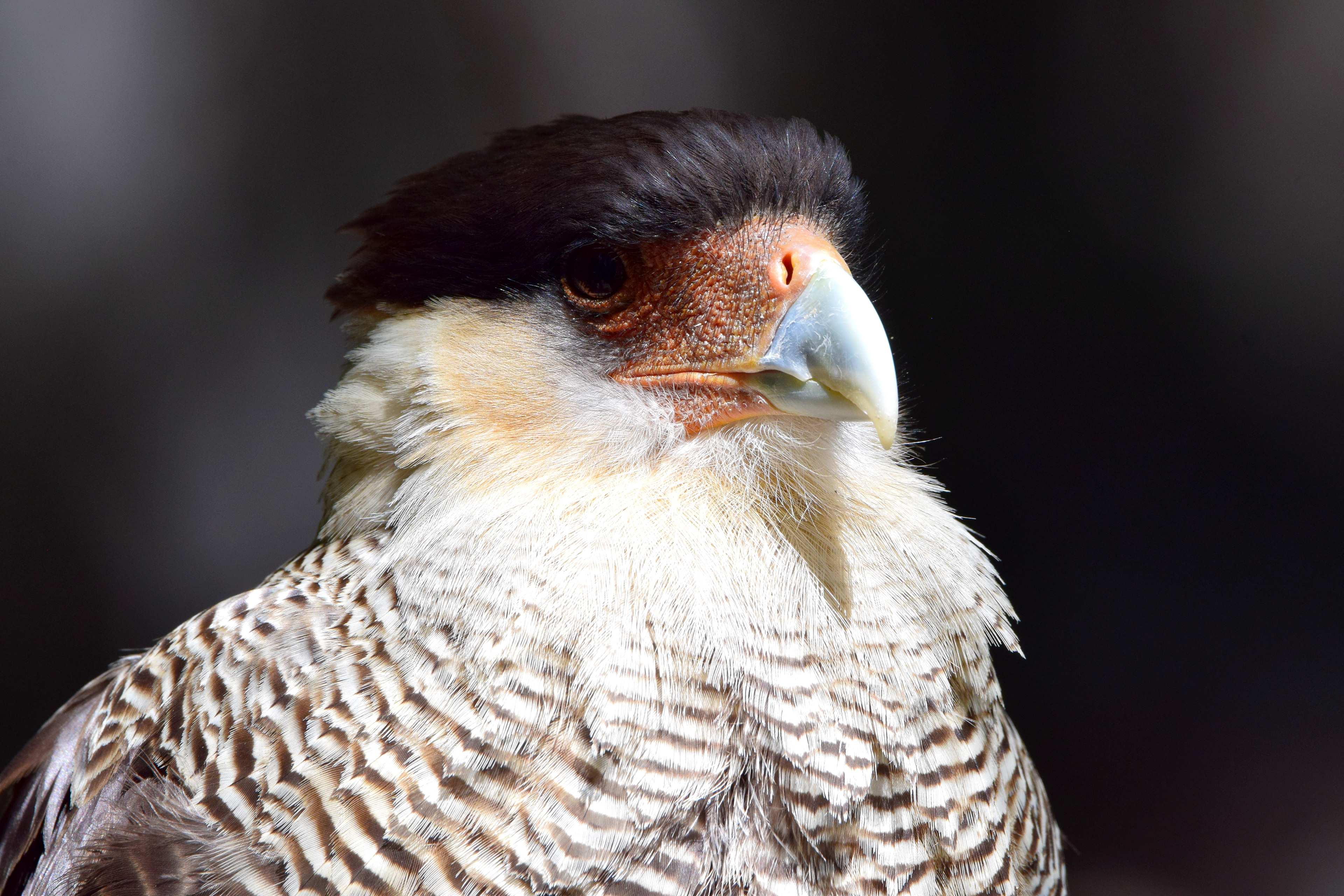 Caracara huppé, au Chili