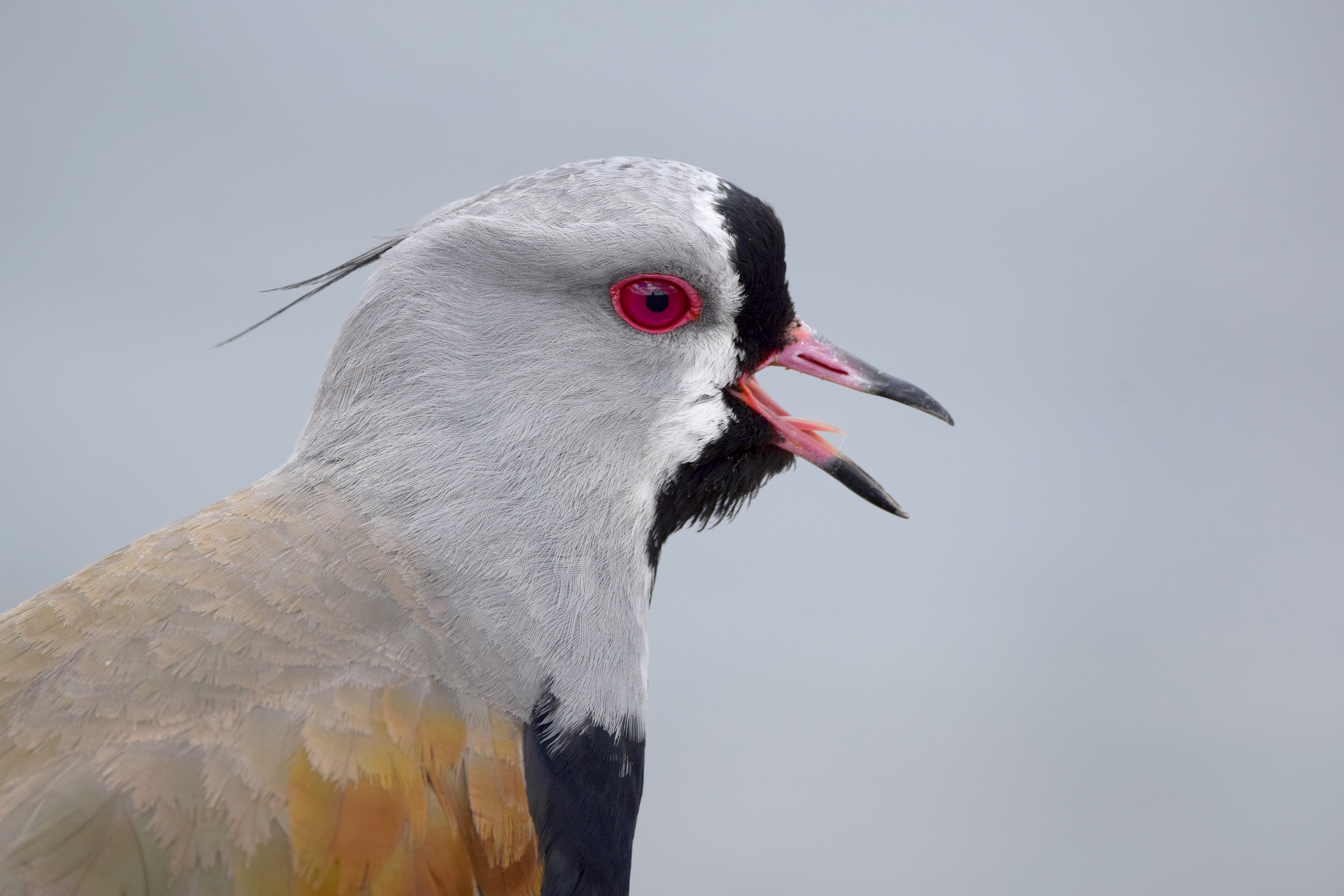 Vanneau téro, Argentine