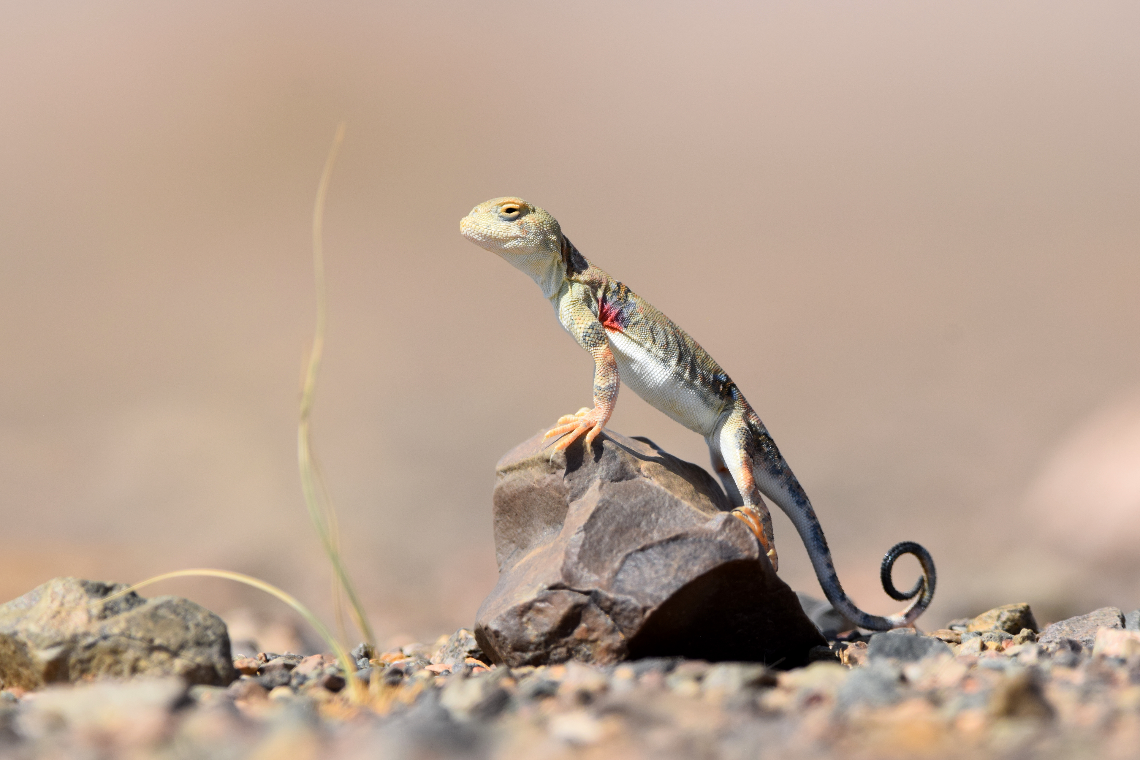 Phrynocephalus versicolor, dans le désert de Gobi