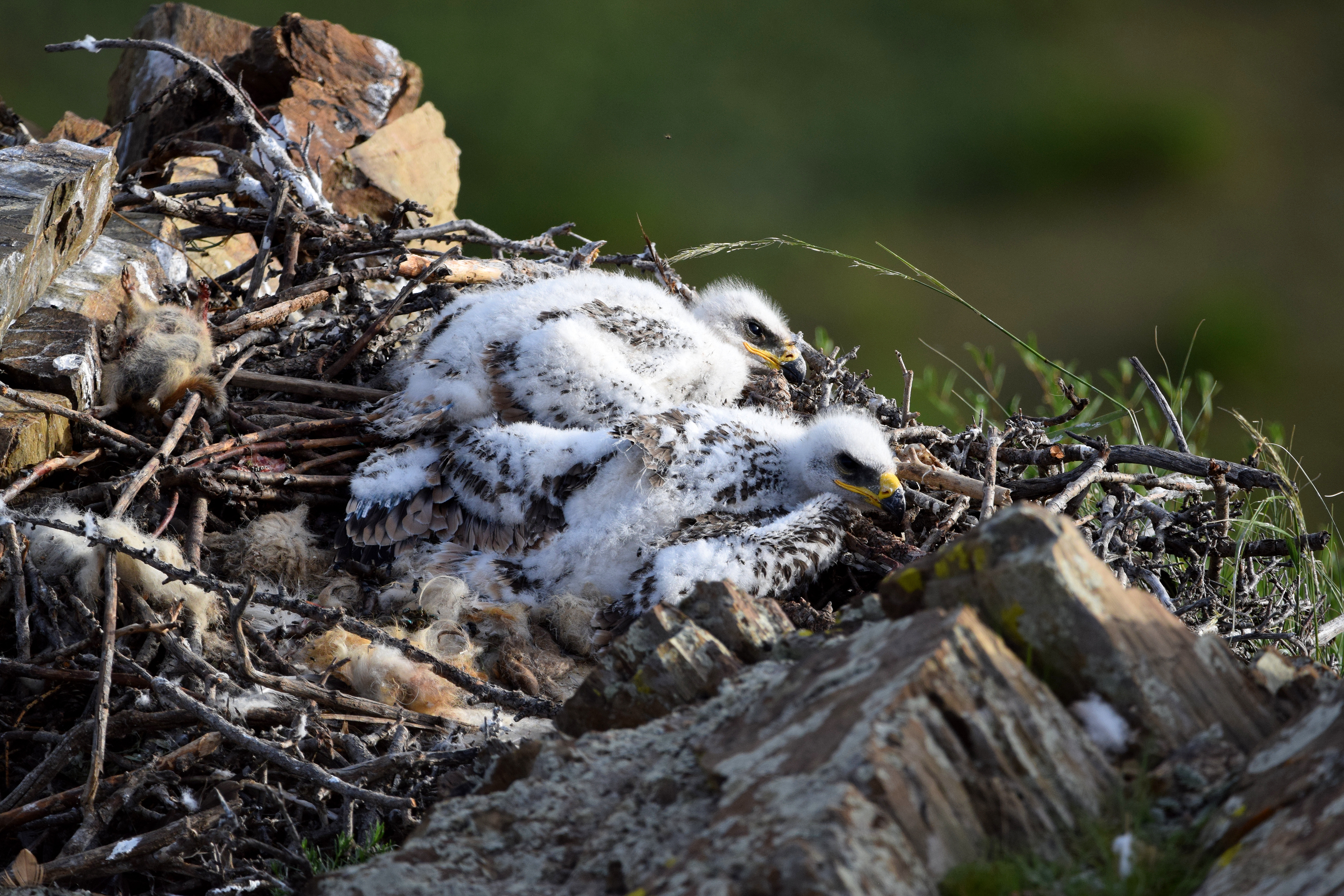 Jeunes aigles royaux au nid, dans le centre de la Mongolie