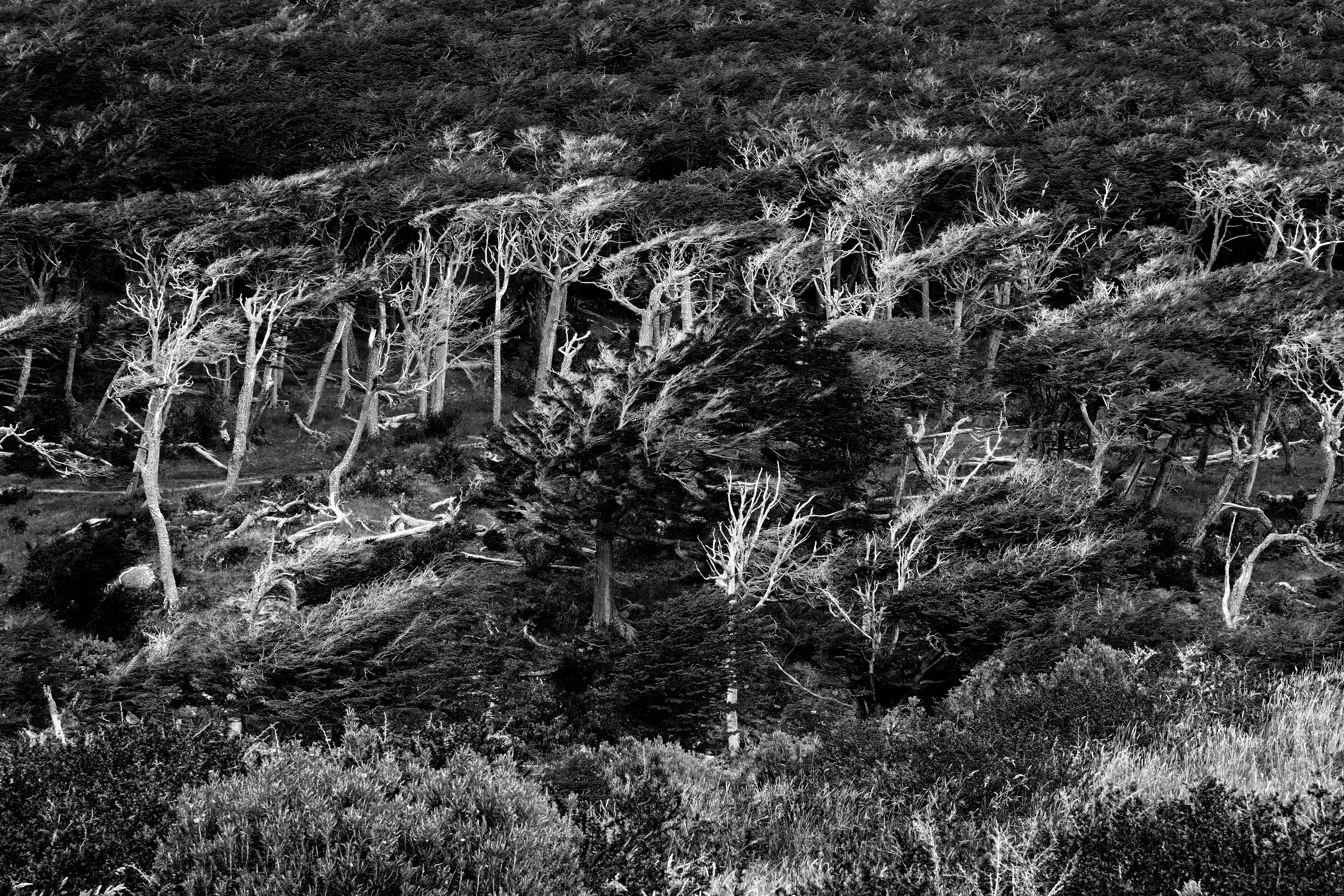 Une forêt de lengas sculpté par les vents, à Ushuaia