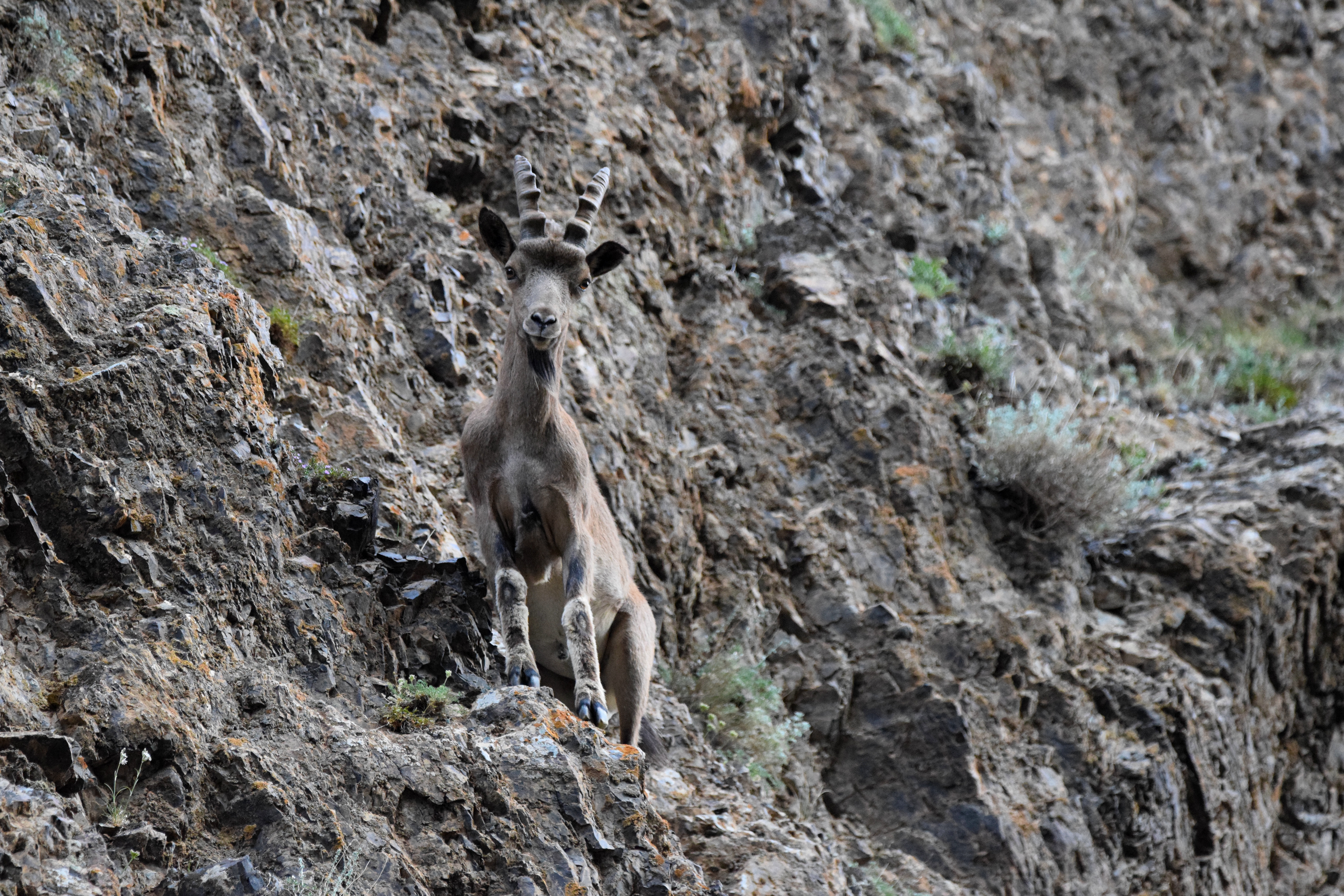 Ibex de Mongolie, gorges de Yolyn Am