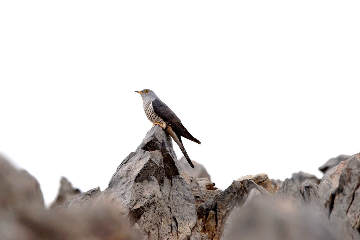 Un coucou en migration dans le désert