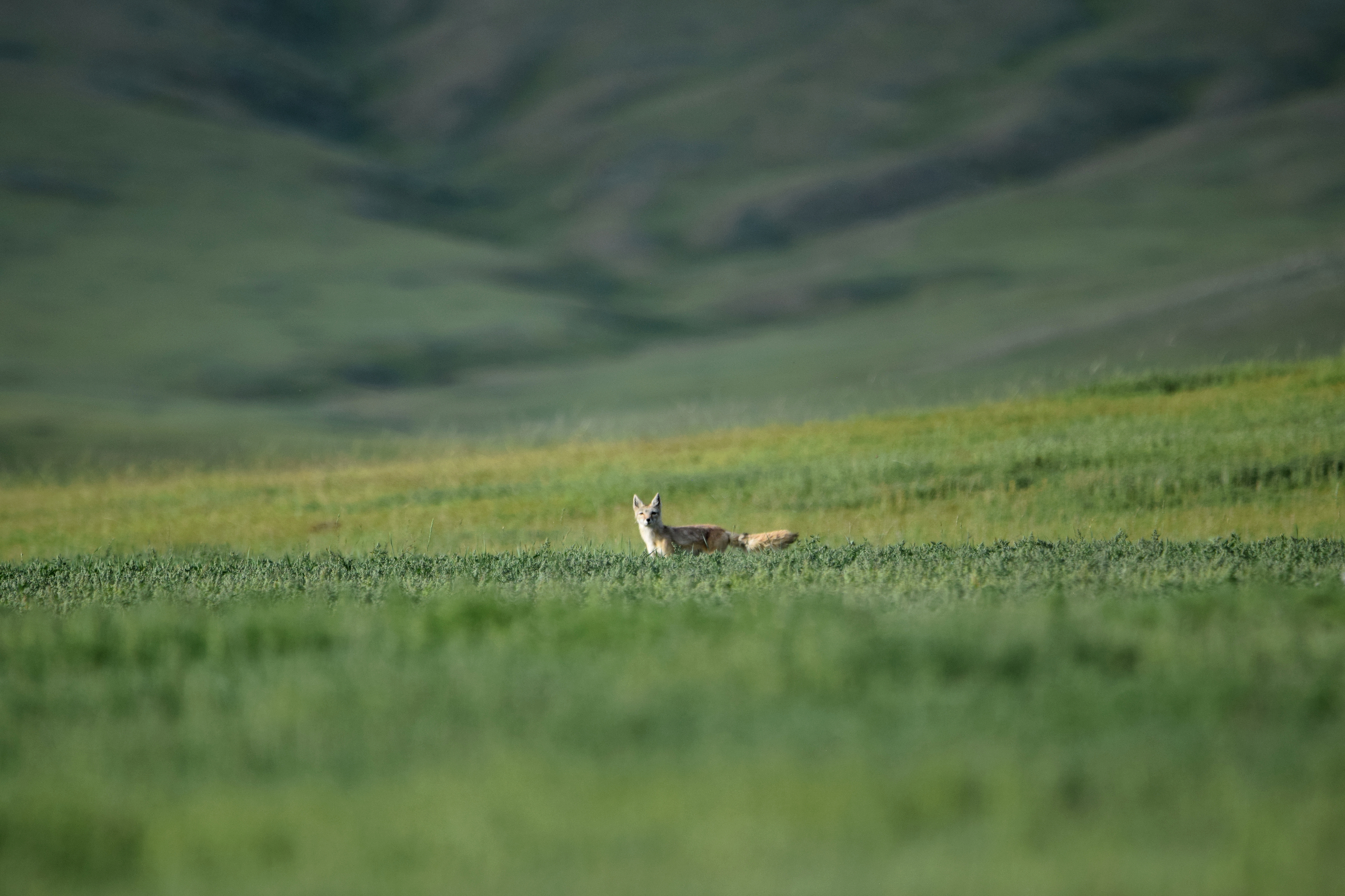 Renard corsac dans la vallée de l'Orkhon