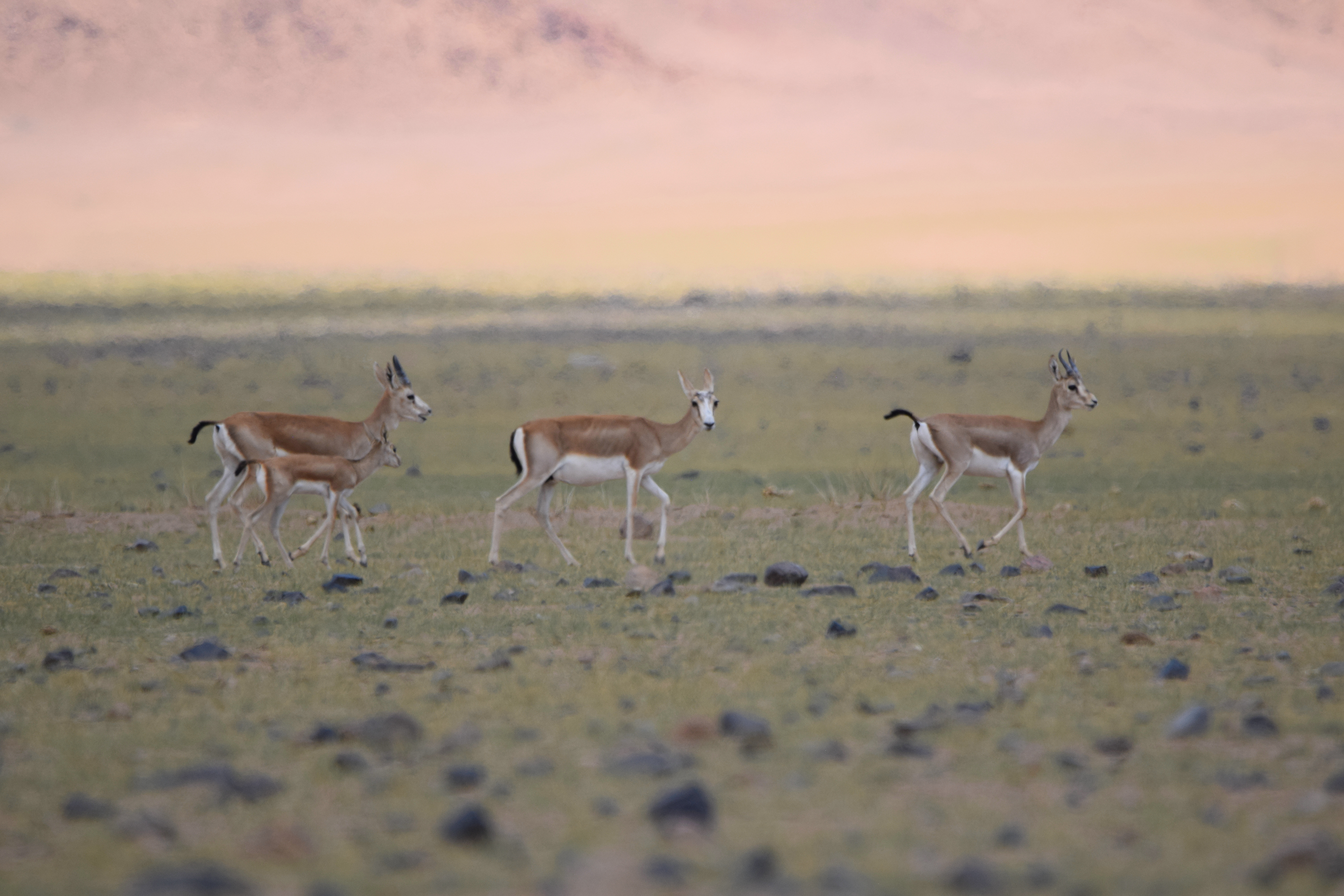 Un groupe de gazelles à goitre dans le Gobi