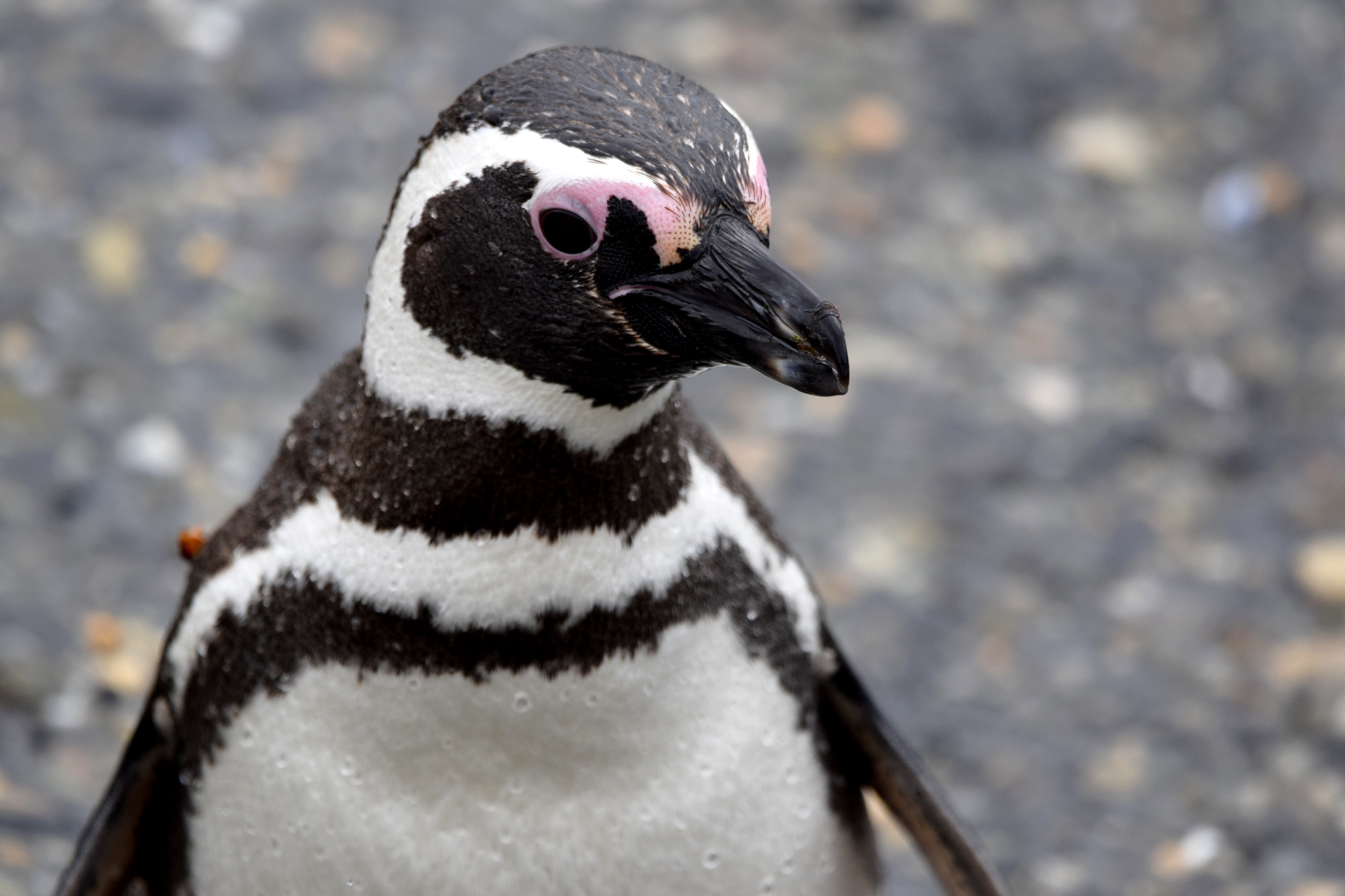 Manchot de Magellan, près d'Ushuaia