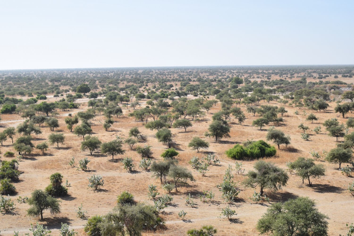 La vue depuis le Rocher de l'Élephant, dans la région du Hadjar Lamis, à une centaine de kilomètres de N'Djamena.