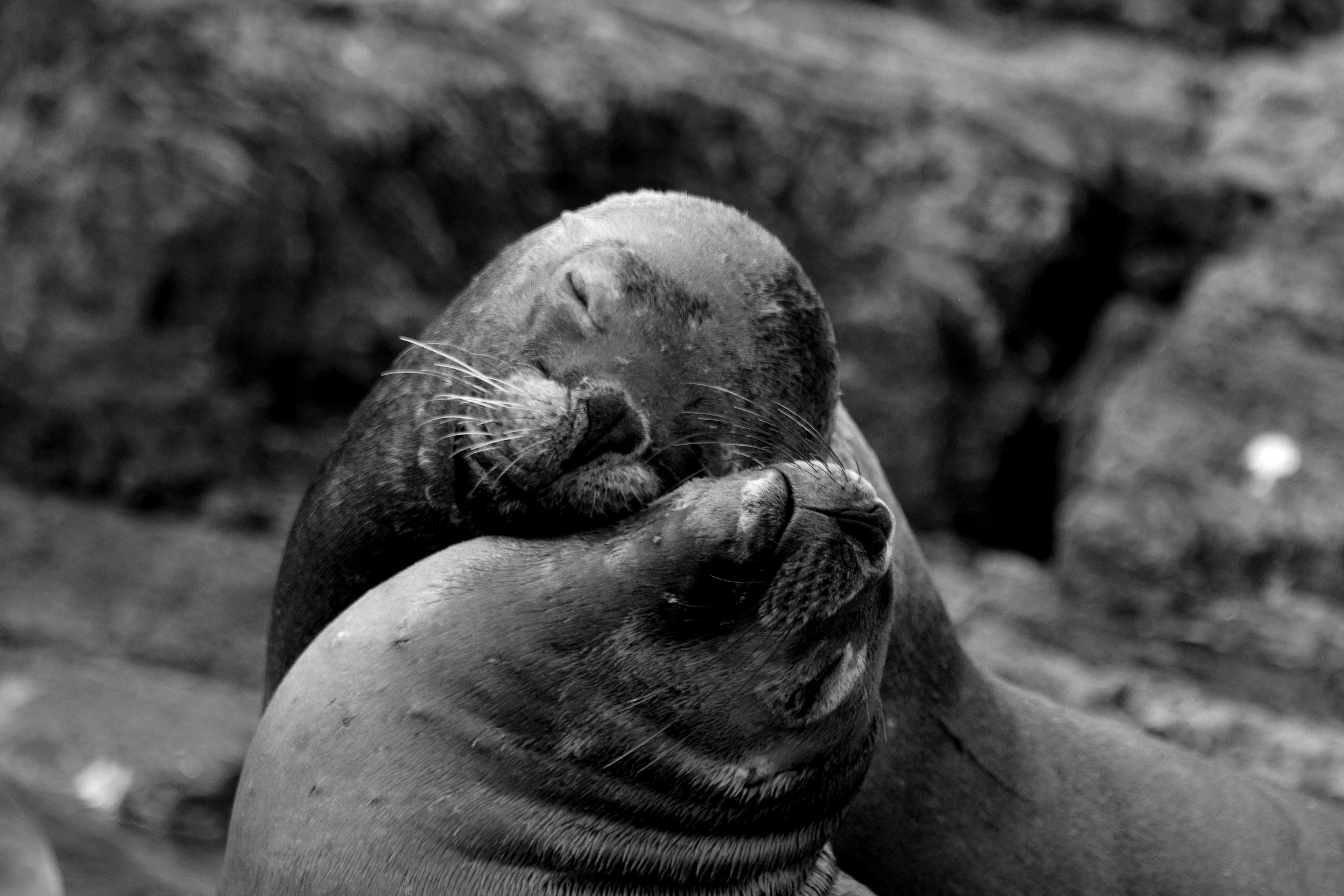 Otaries à crinière, près d'Ushuaia.