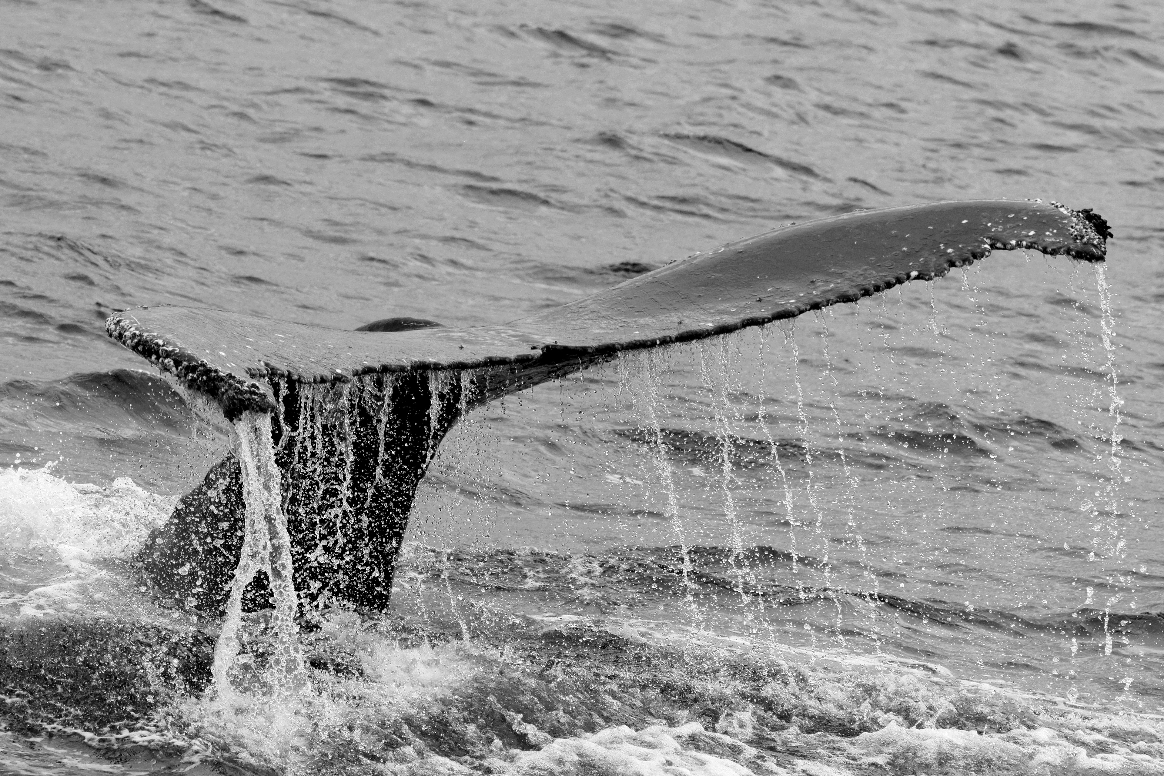 Baleine à bosse, dans les eaux d'Ushuia.