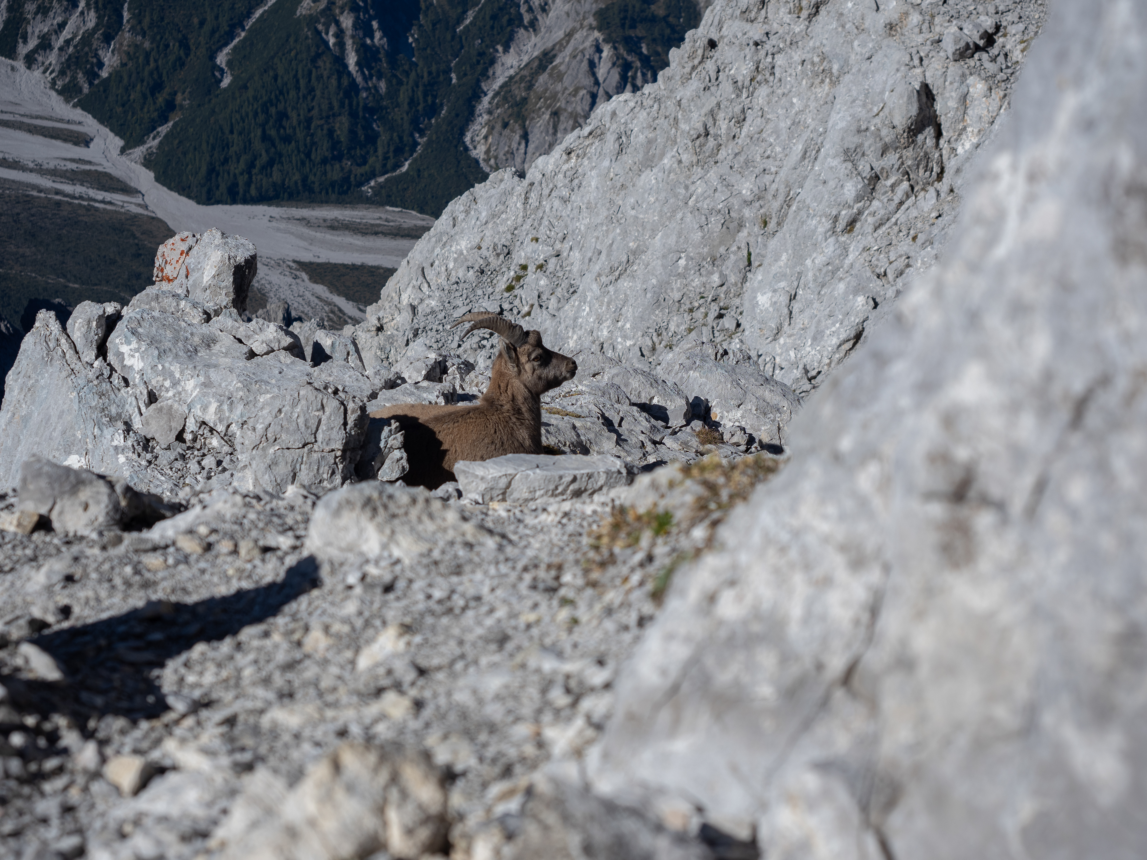 ein Alpensteinbock