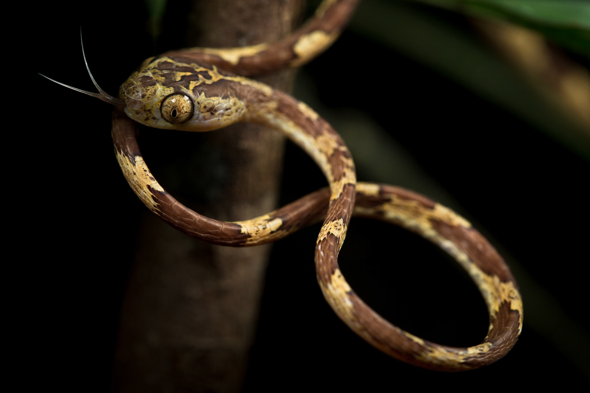 Sempre atentos à possibilidade de se cruzarem com algumas das cobras mais venenosas do mundo, é com descontracção que os investigadores encaram os encontros mais frequentes com espécies inofensivas, como esta Imantodes cenchoa.