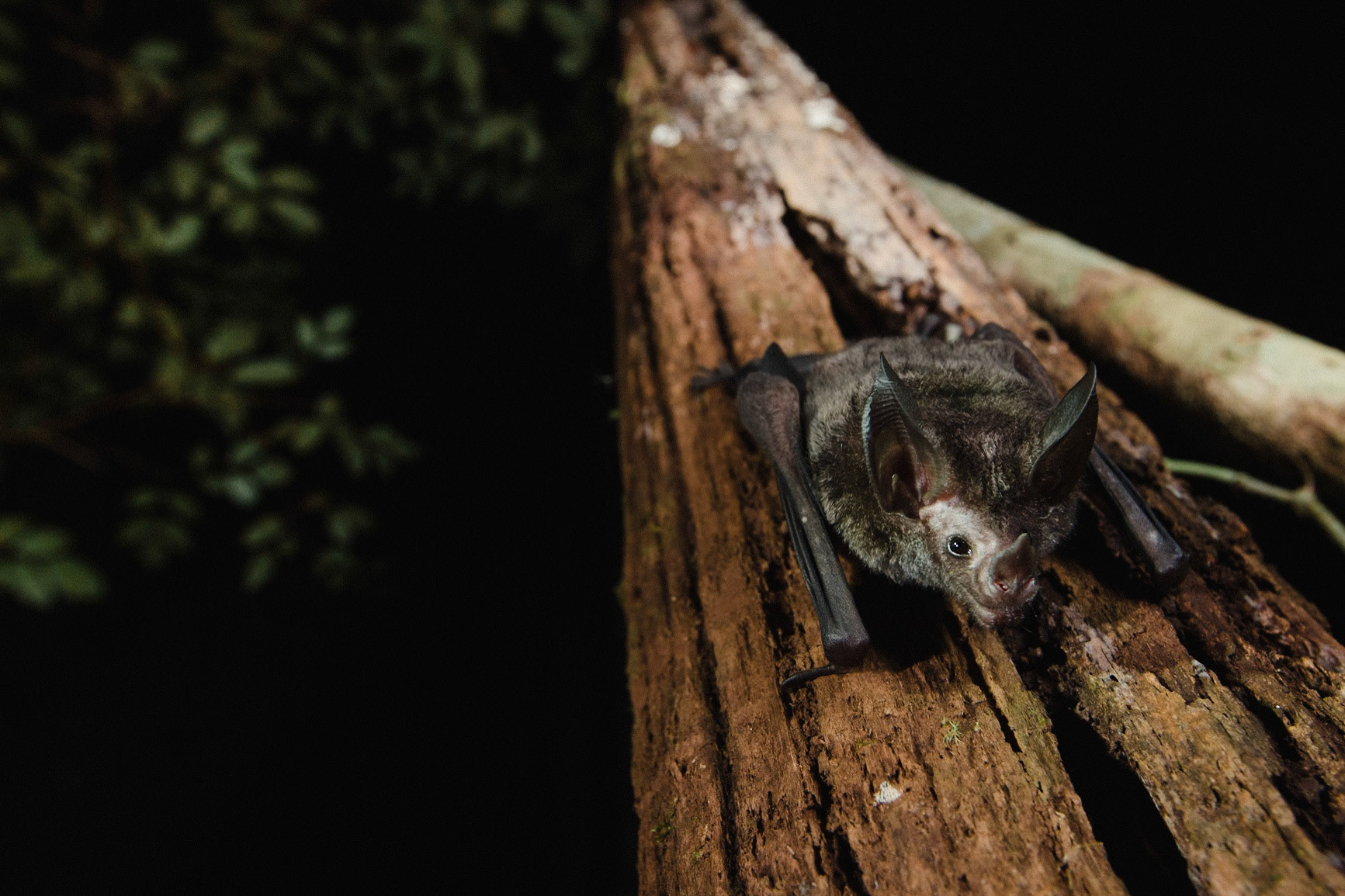 As espécies mais sensíveis à fragmentação, como Tonatia saurophila, são raramente capturadas dentro dos fragmentos mas muito abundantes na floresta contínua.