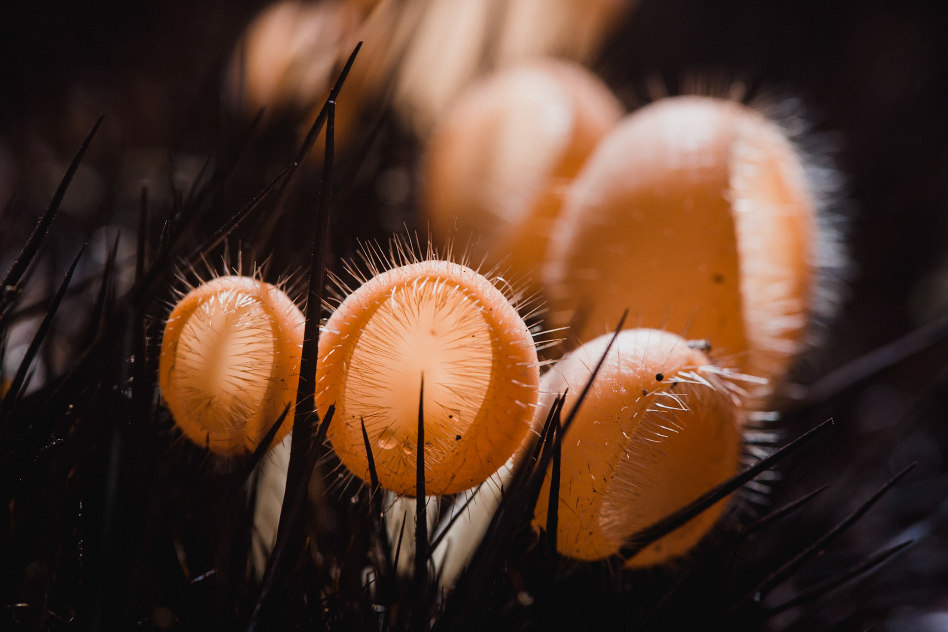 Por todo o lado, do solo e dos ramos húmidos, brotam espécies de fungos.