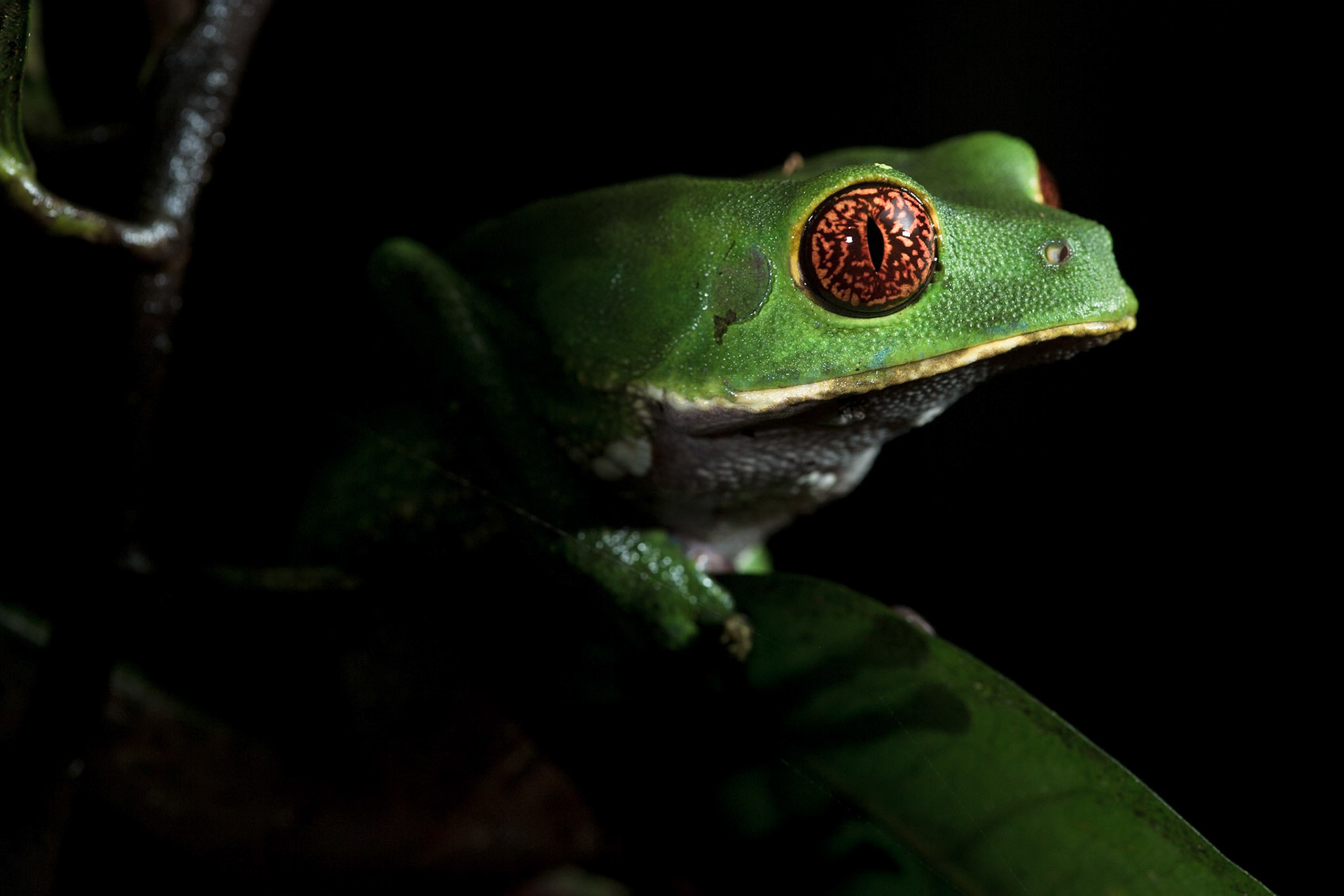 Mais vezes escutadas do que vistas, as rãs arborícolas são comuns em zonas próximas de água.