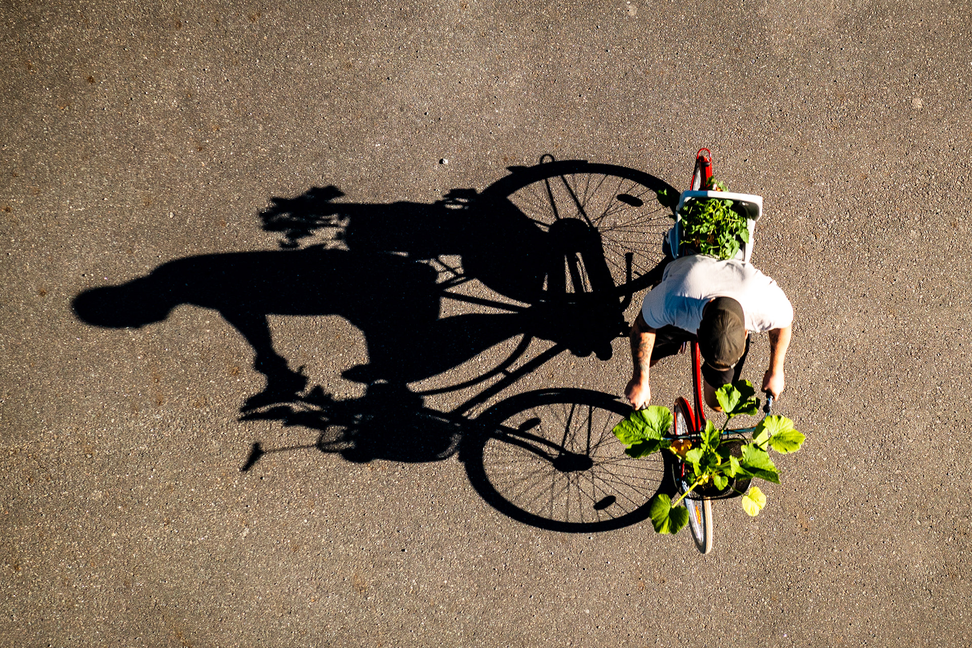 Manne Ek - den smarte trädgårdsmästaren