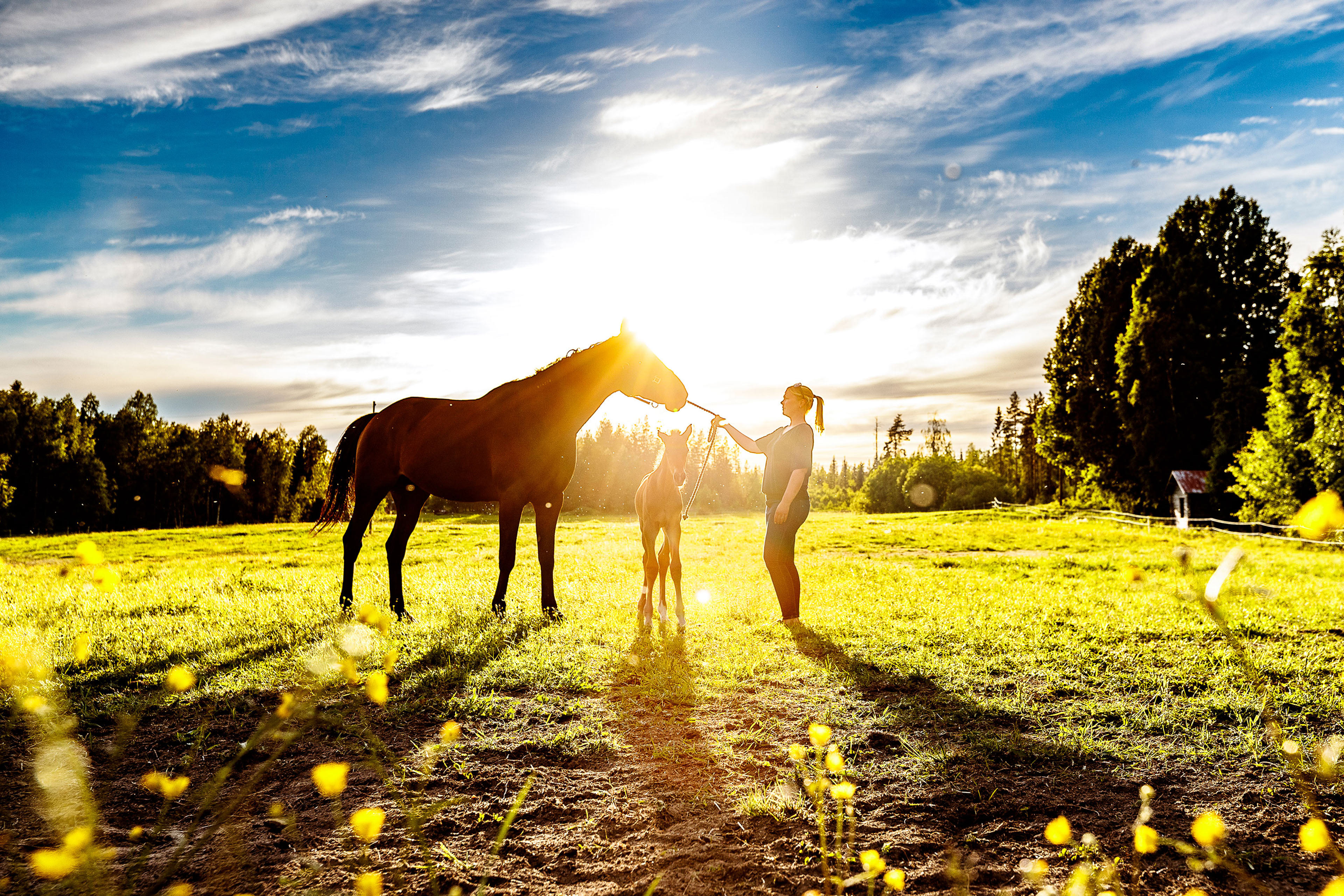 Travtränare Karin Perdal