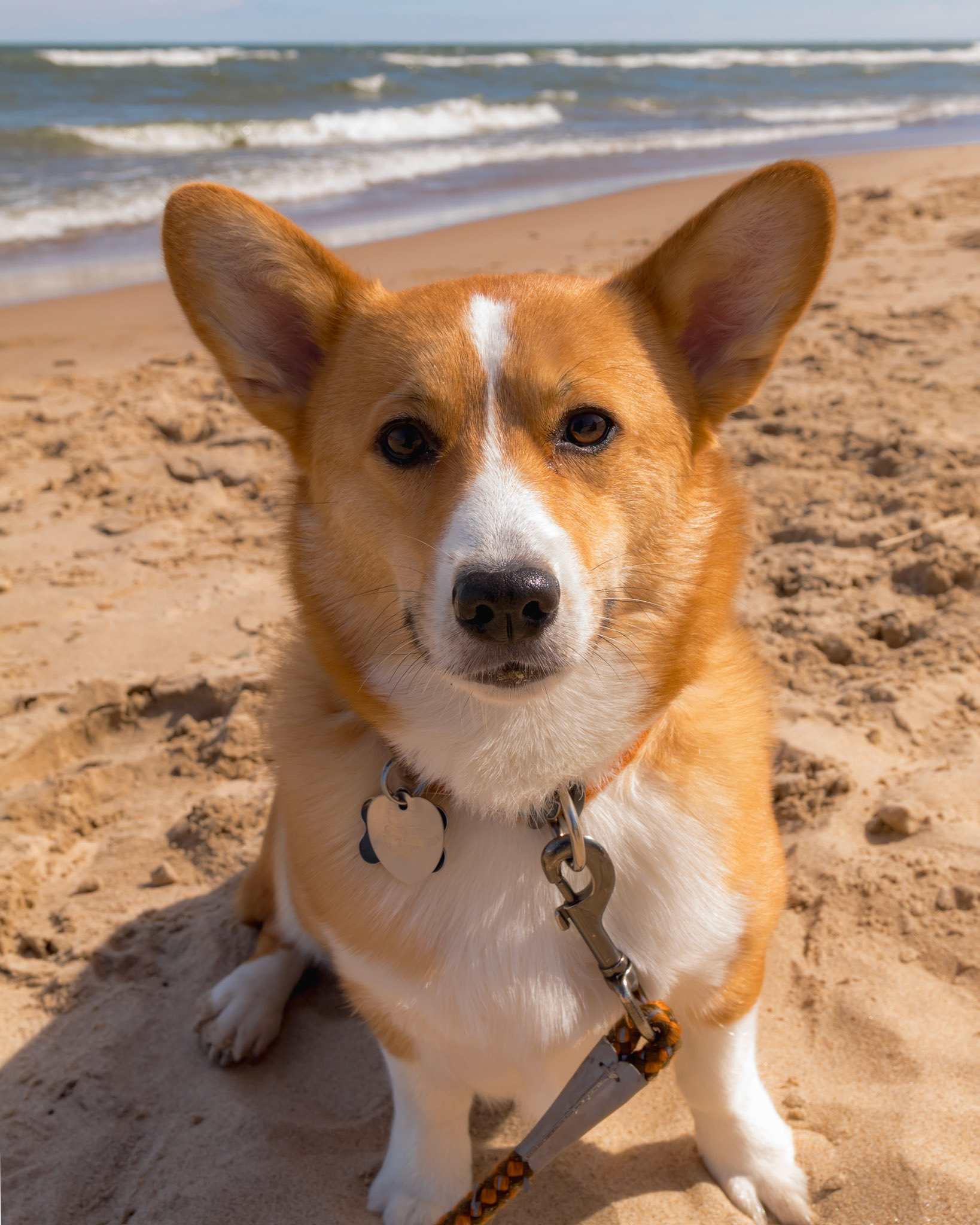 Portrait of Mocha.