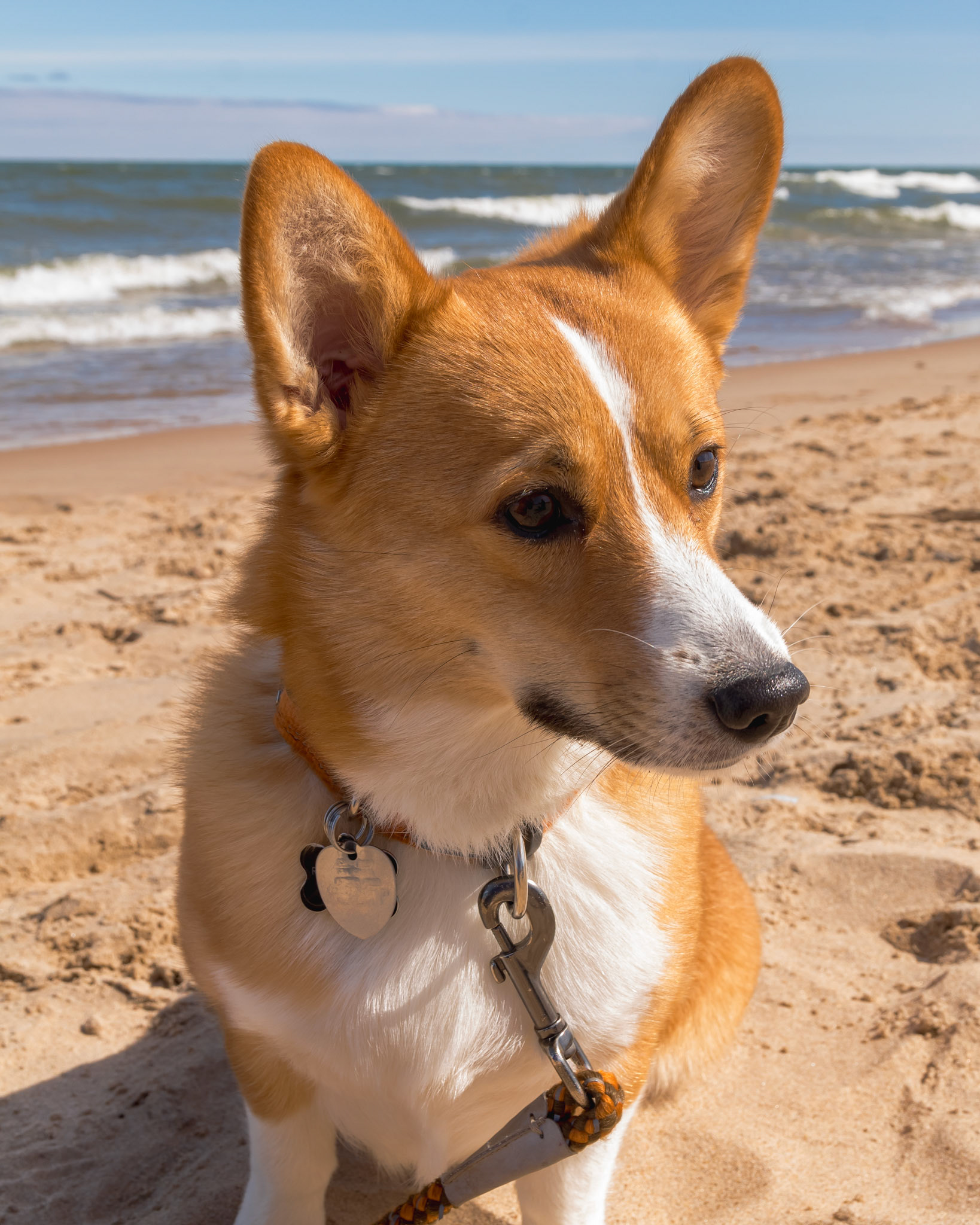 Portrait of Mocha.