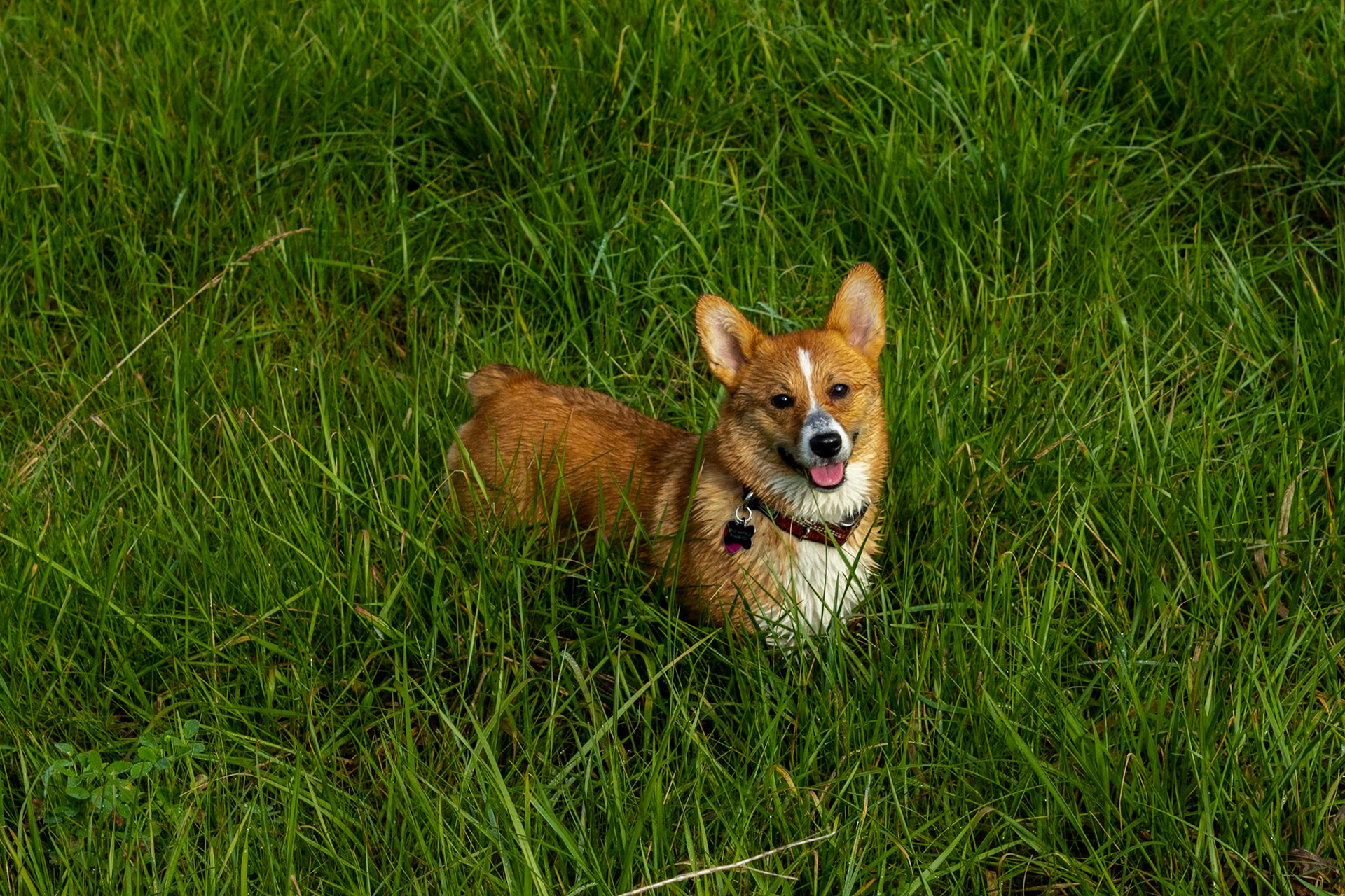 Mocha - Pembroke Welsh Corgi - 2021