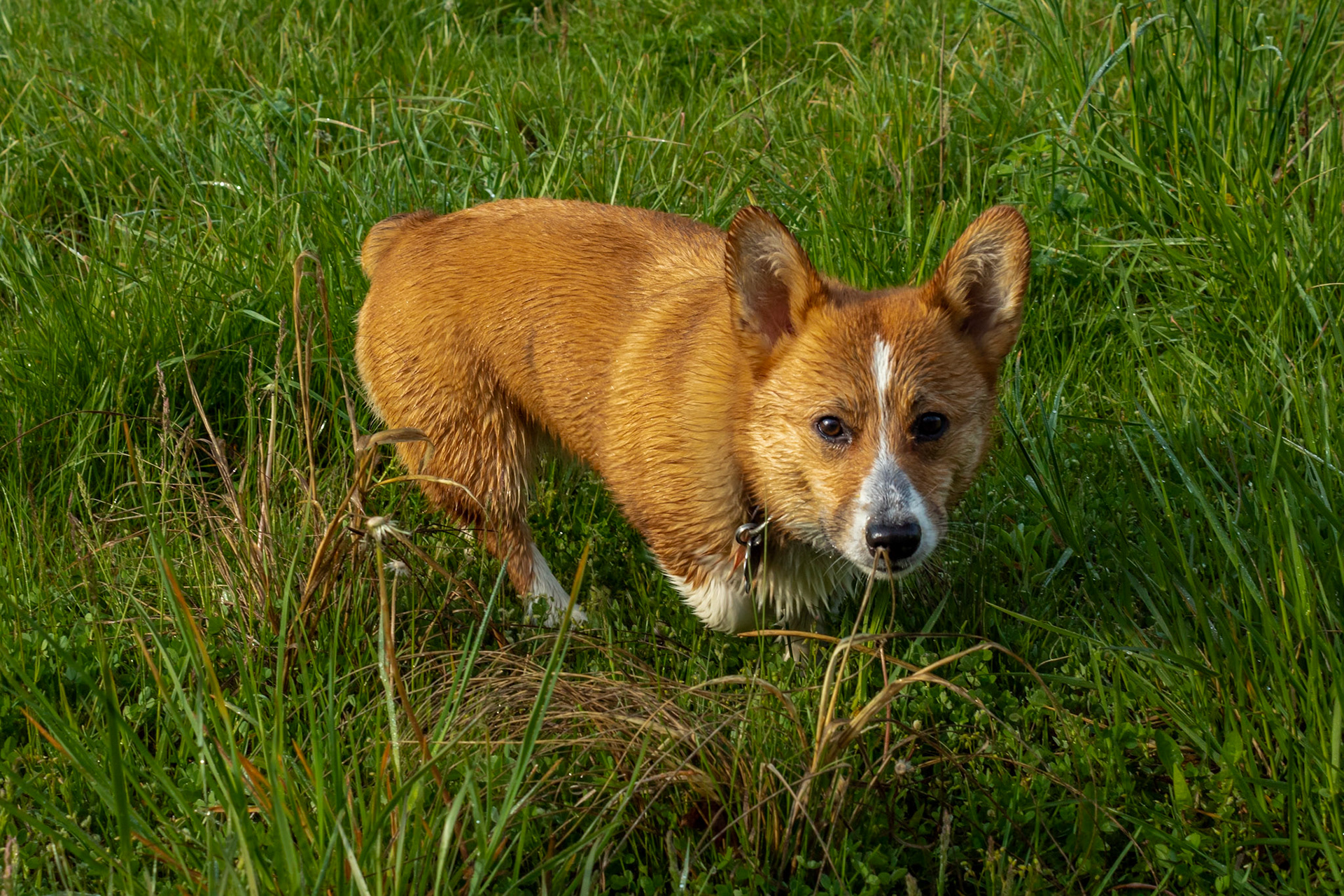 Mocha - Pembroke Welsh Corgi - 2021