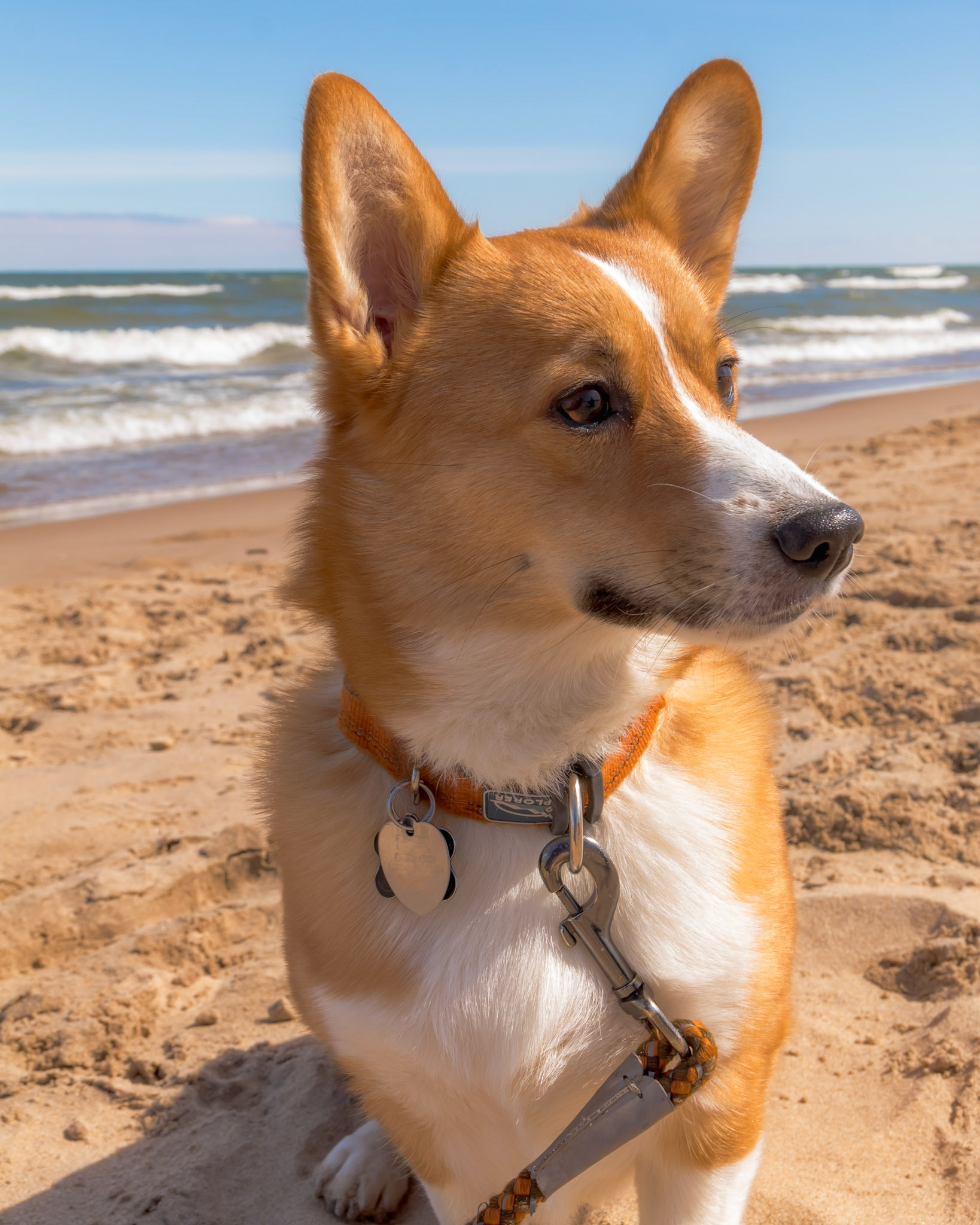 Portrait of Mocha.