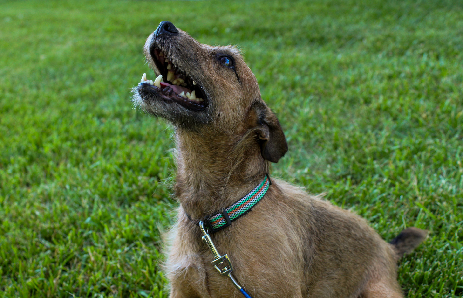 Perci - Patterdale Terrier - 2020