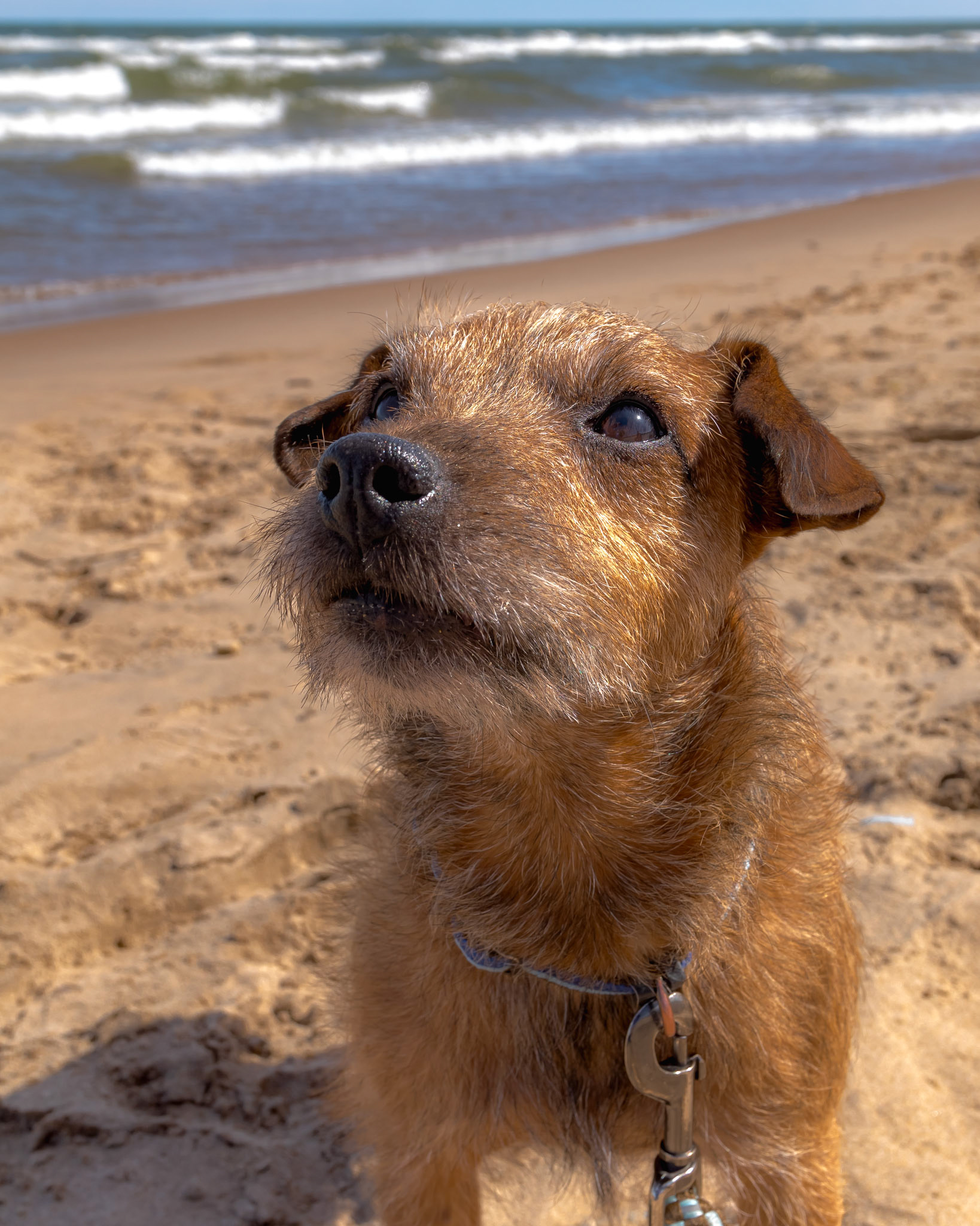 Portrait of Perci.