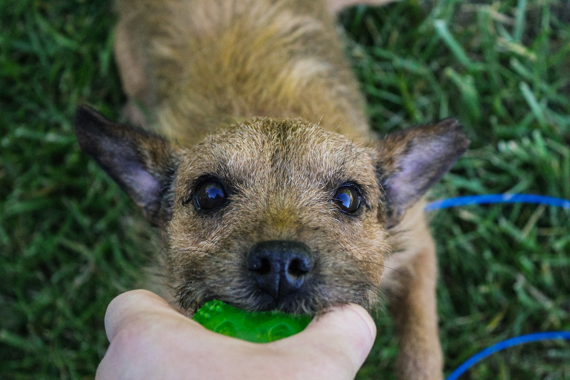 Perci - Patterdale Terrier - 2020