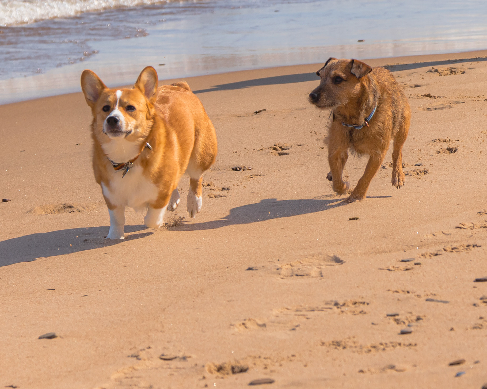Mocha and Perci running on the beach.