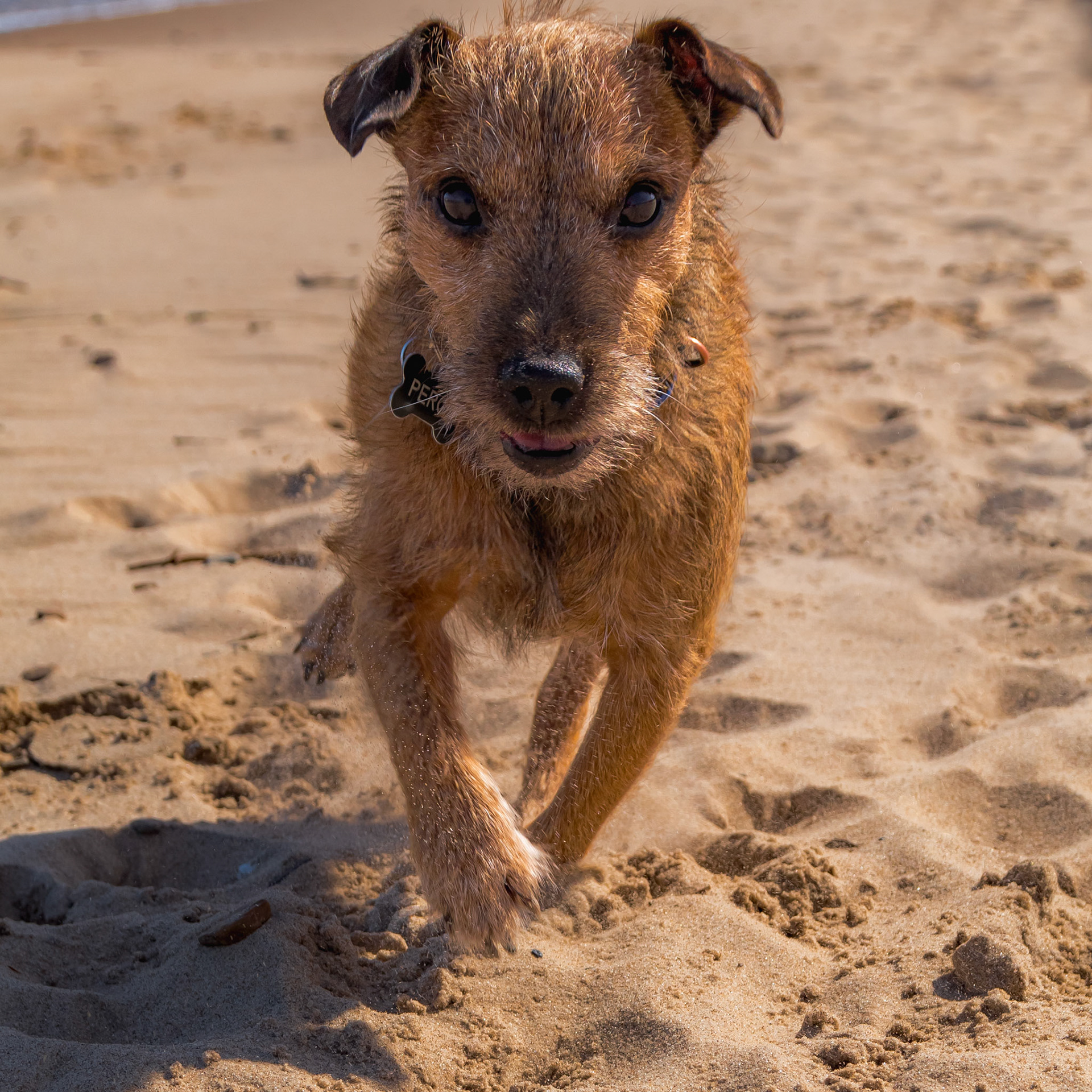 Perci running towards the camera.