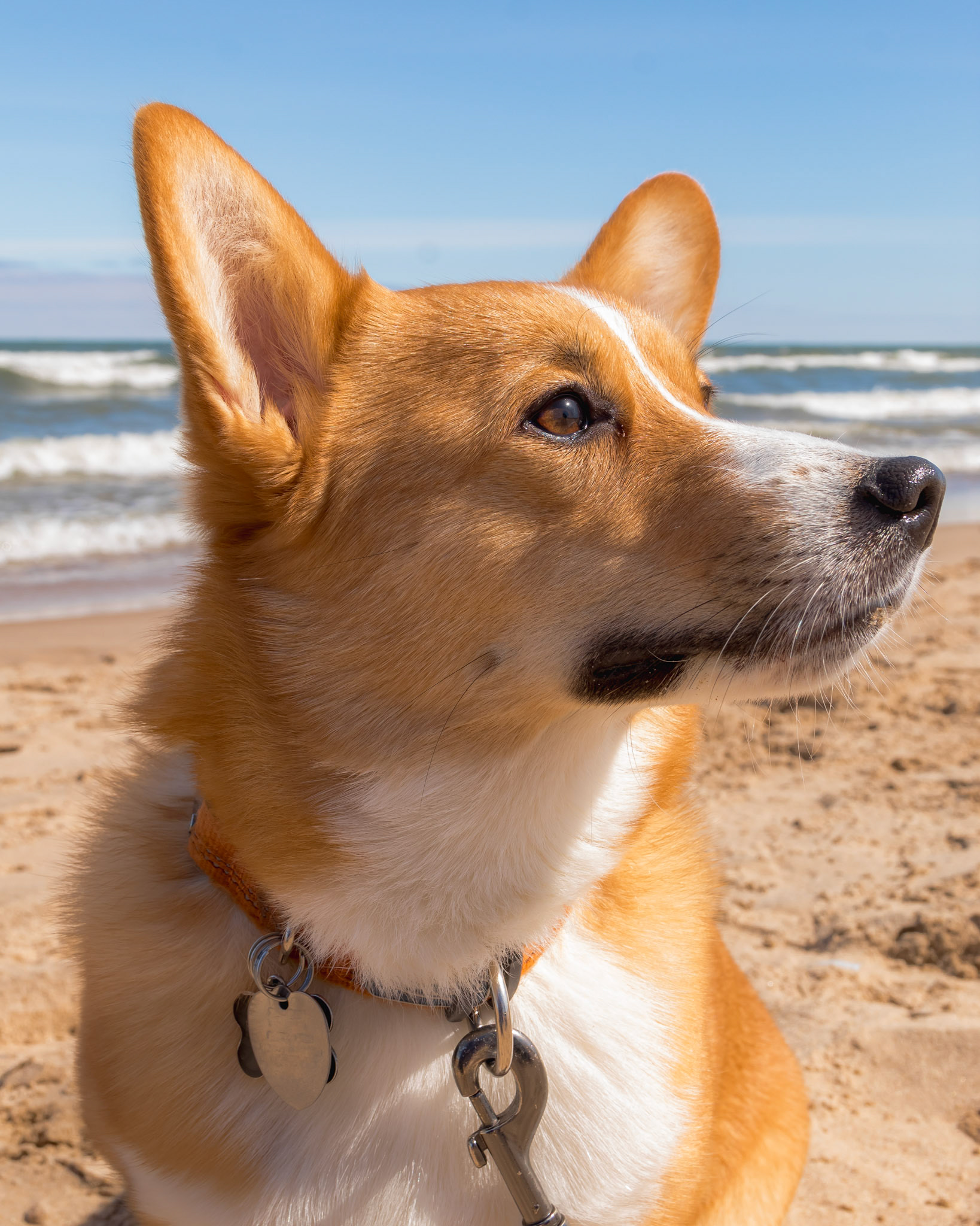Portrait of Mocha.