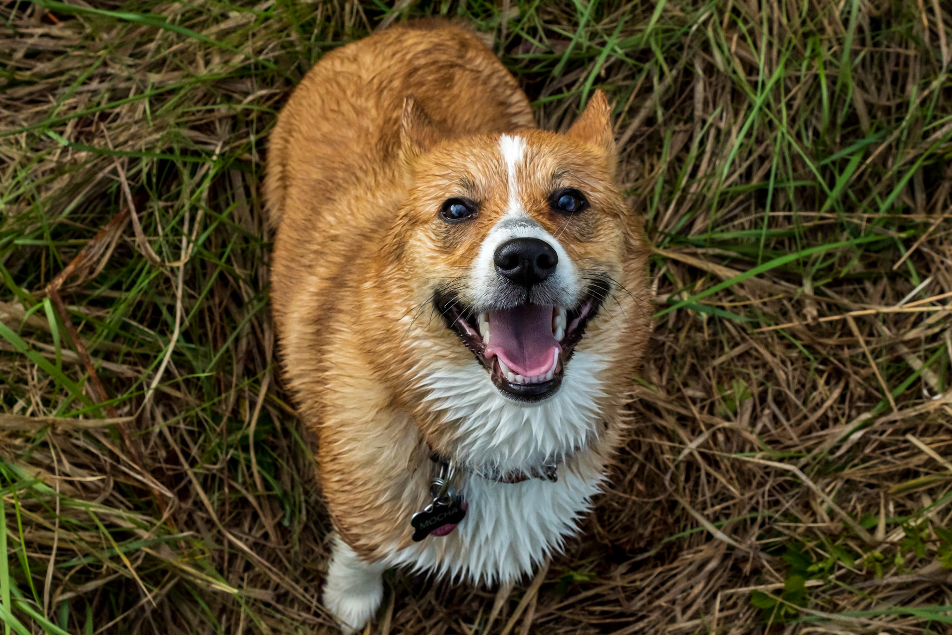 Mocha - Pembroke Welsh Corgi - 2021