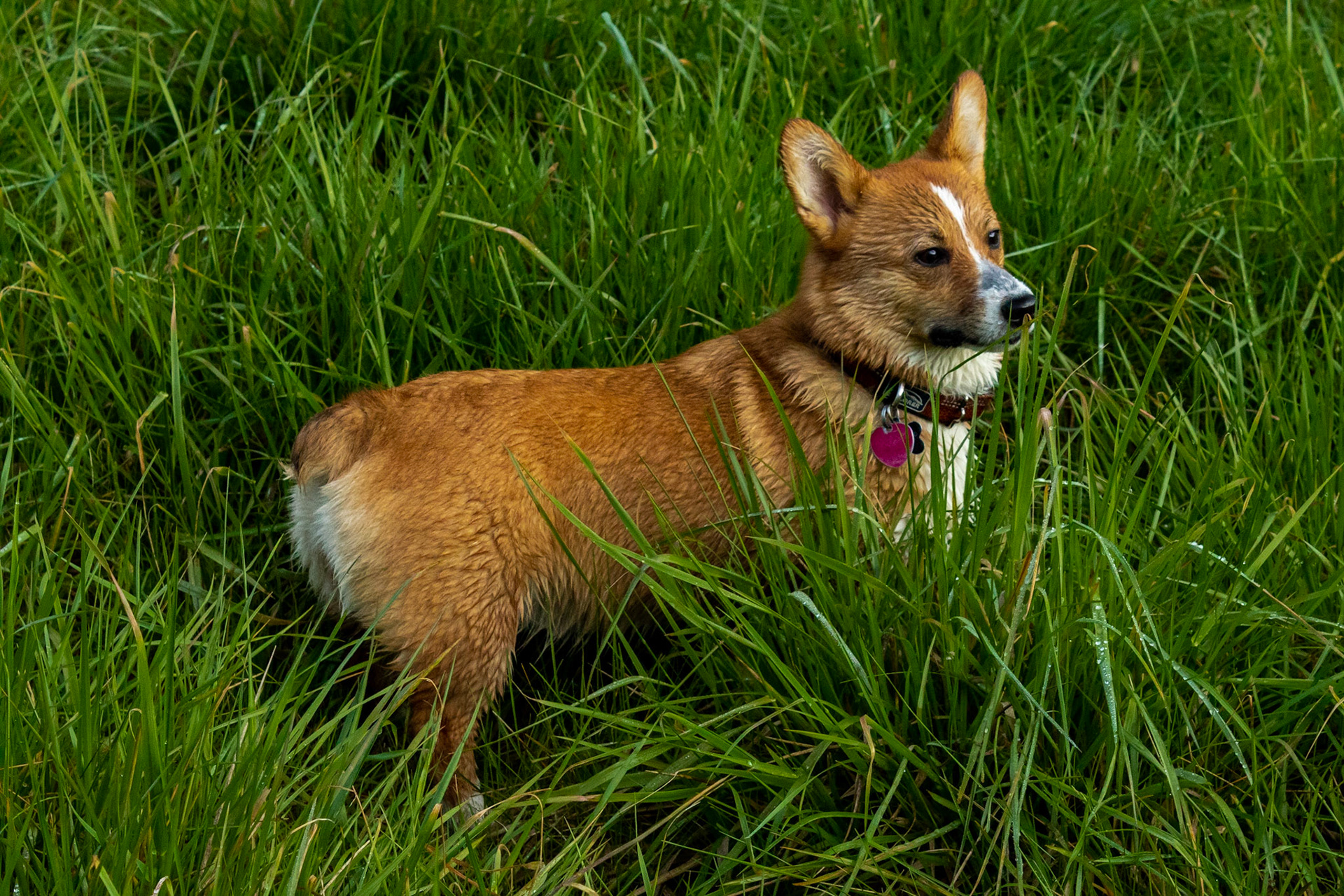 Mocha - Pembroke Welsh Corgi - 2021