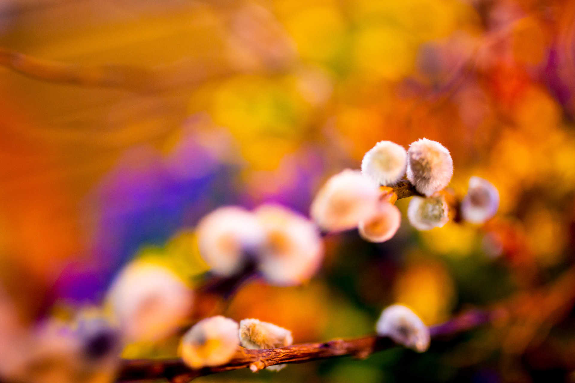 leandroalvarez.photography