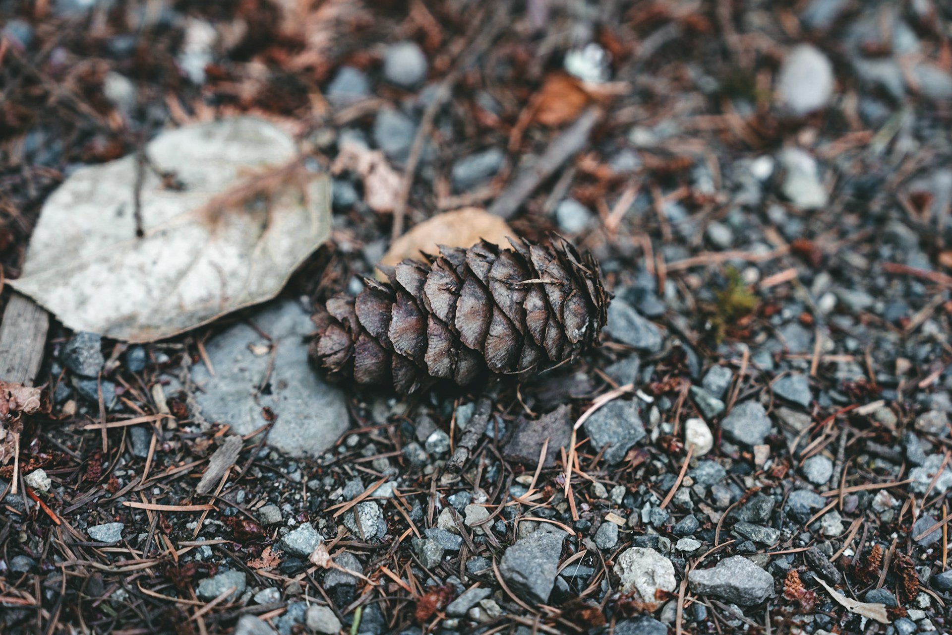 Resting Pine Cone