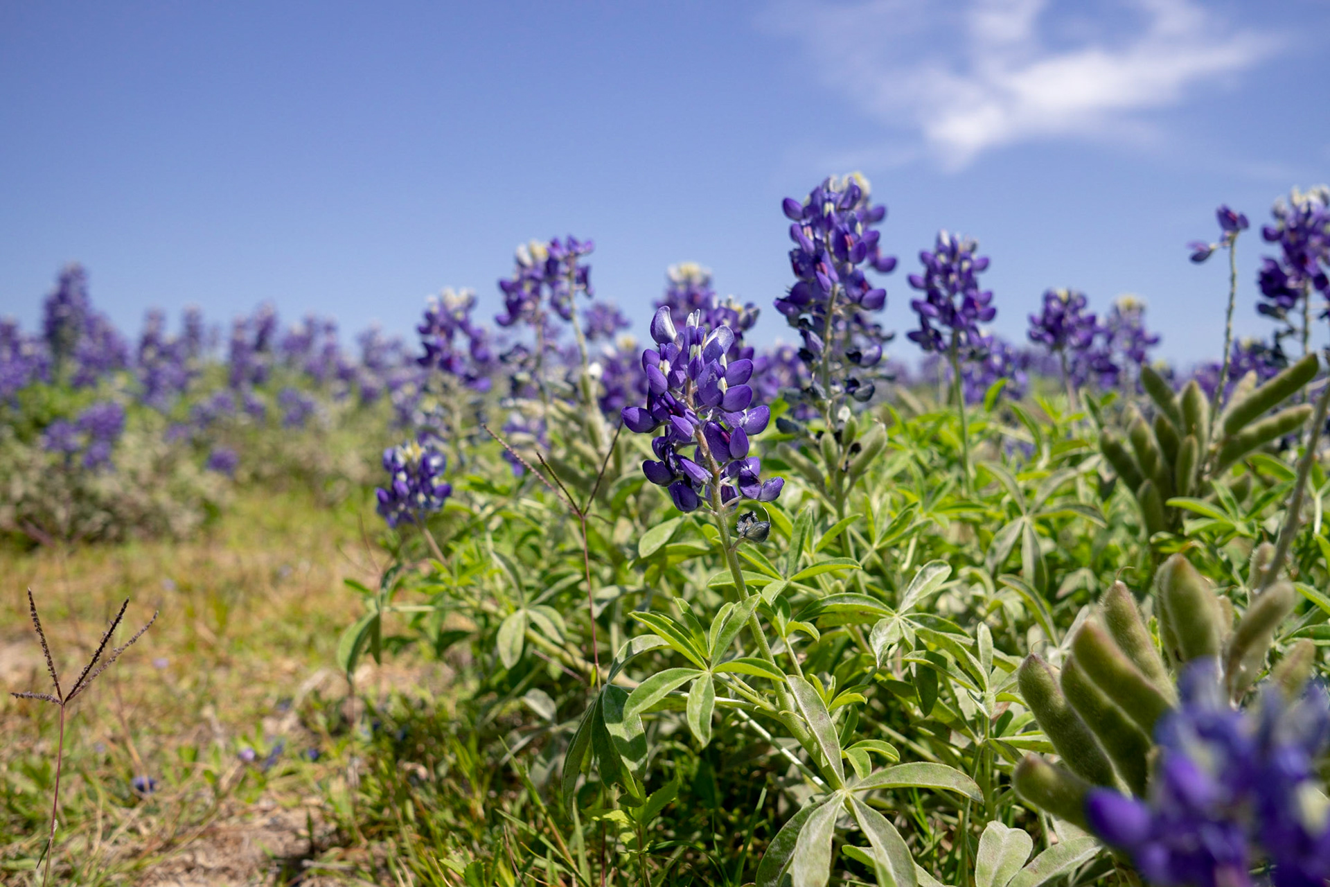 Blue Bonnets of Texas