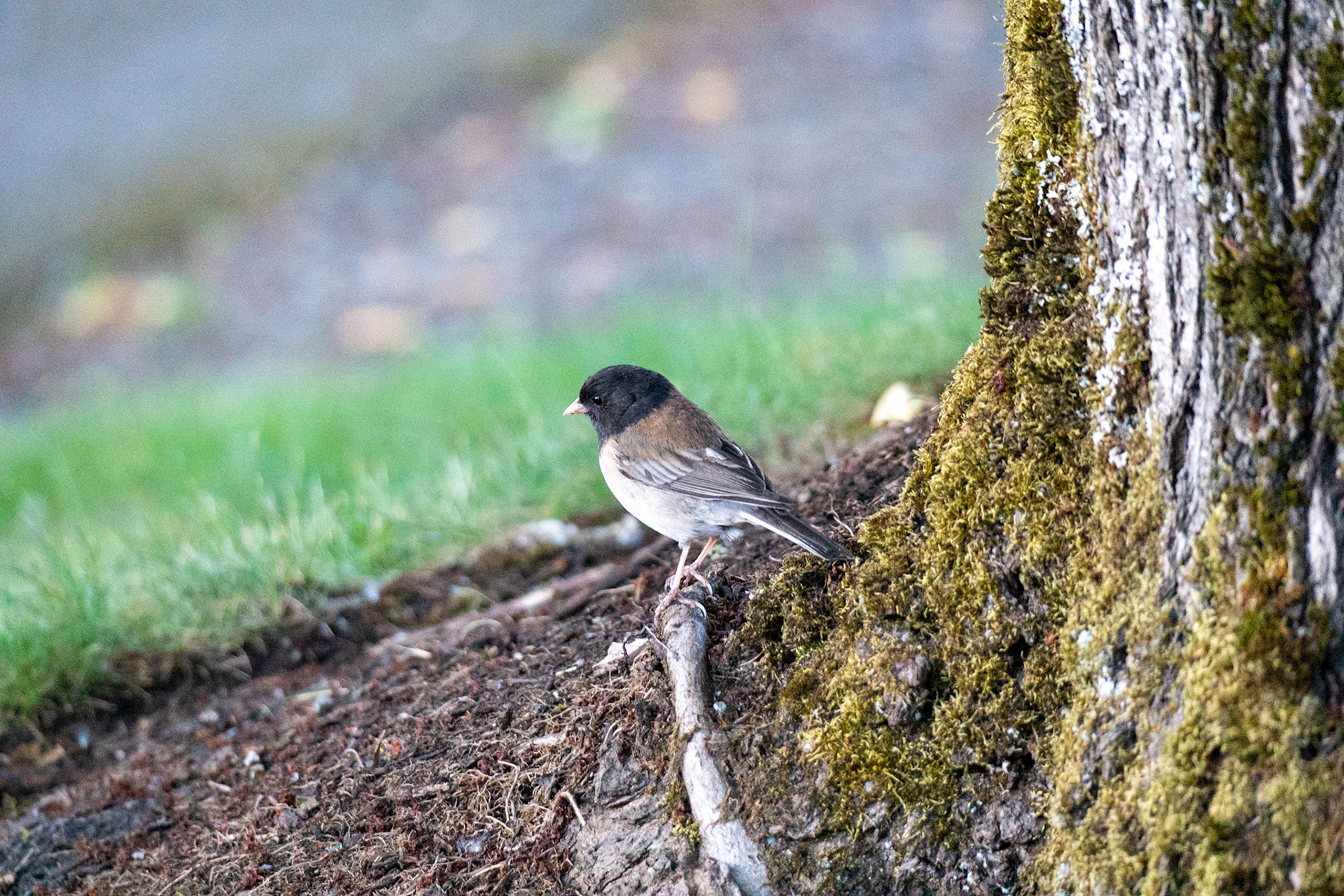 Foraging Junco