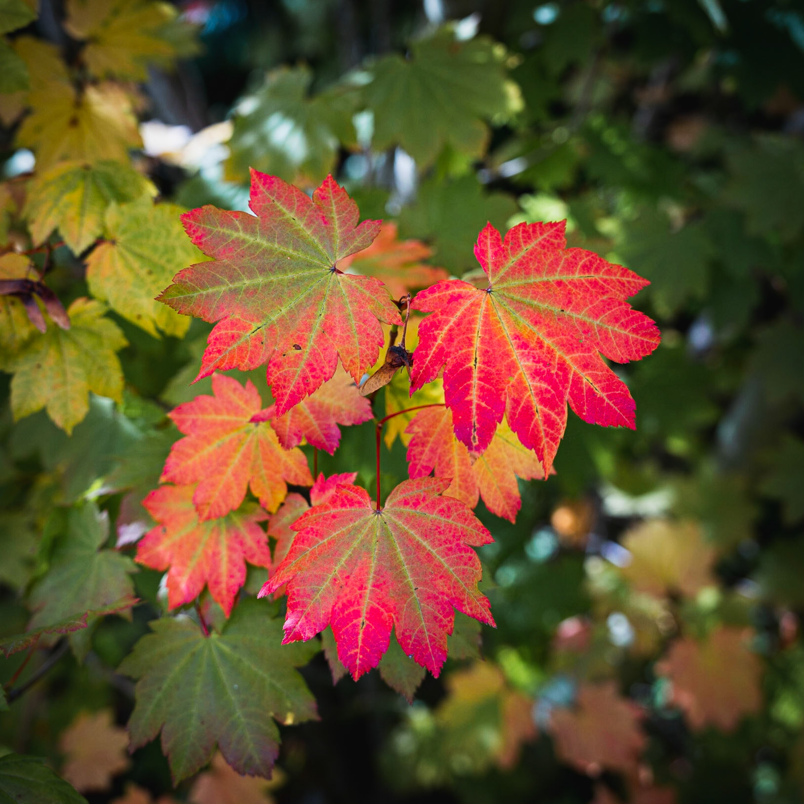 The first signs of fall