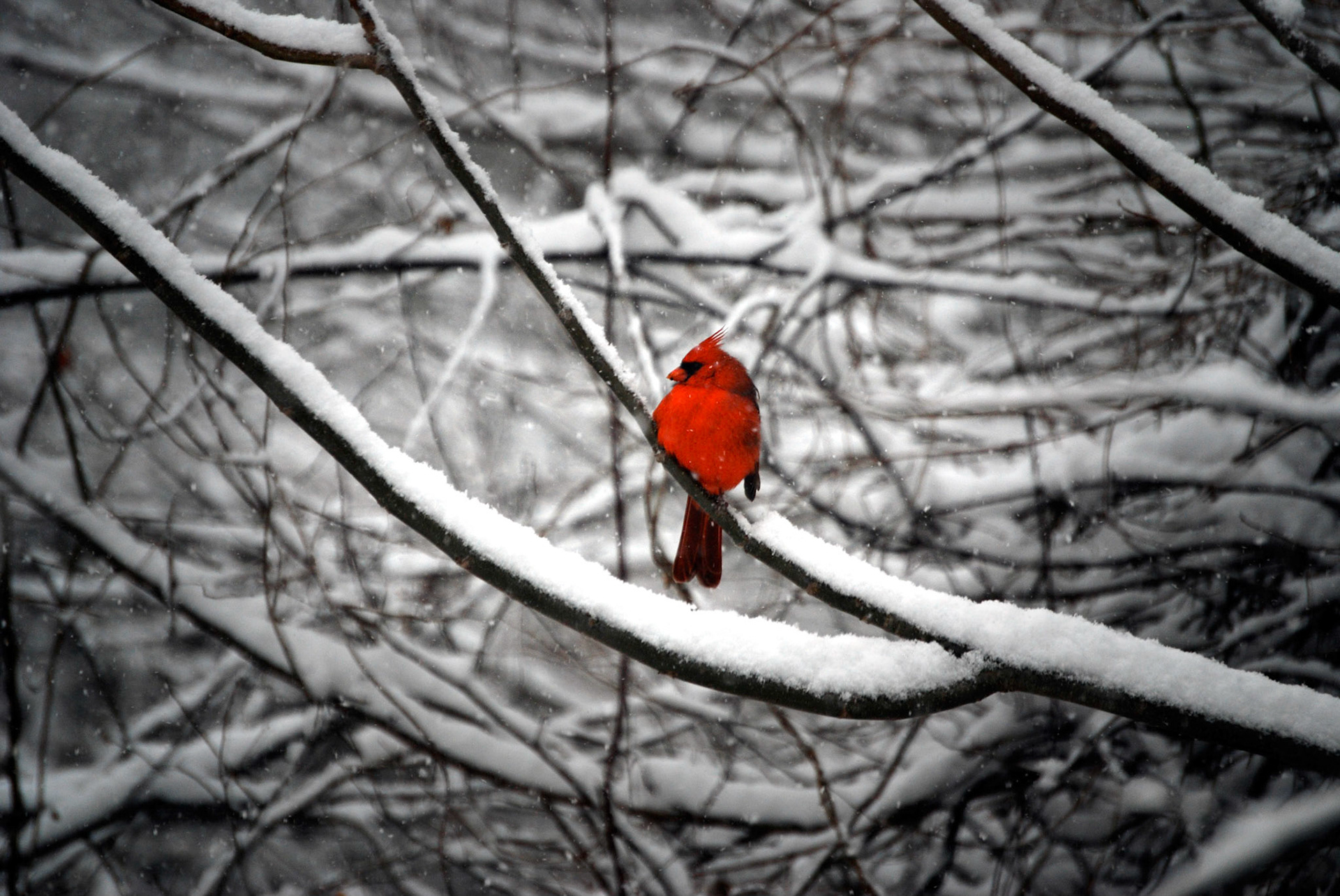 Winter time cardinal