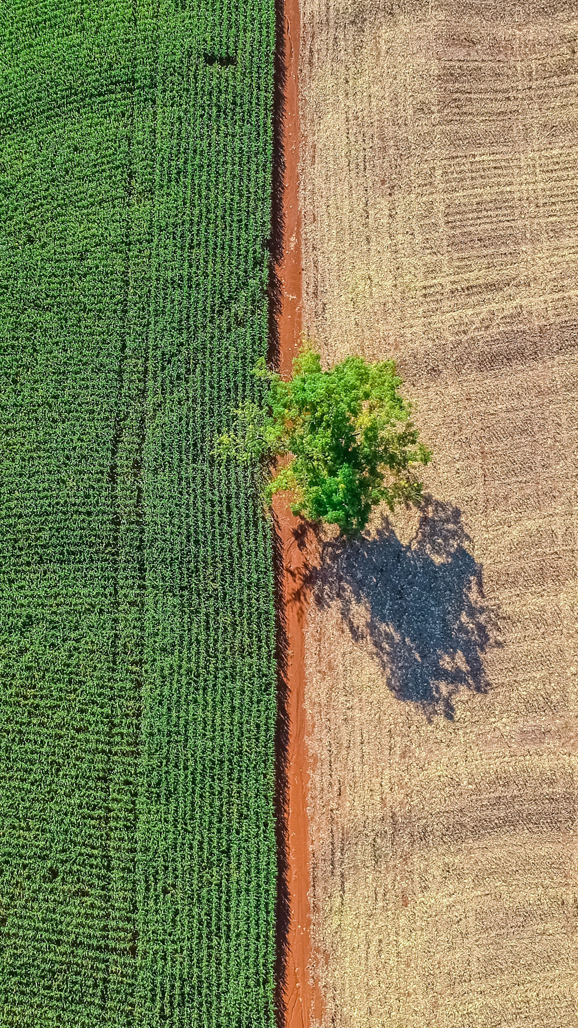 DCIM/101MEDIA/DJI_0038.JPG