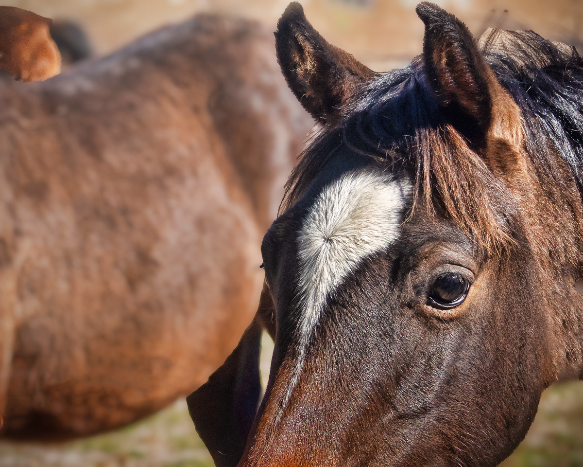 Varian Arabians