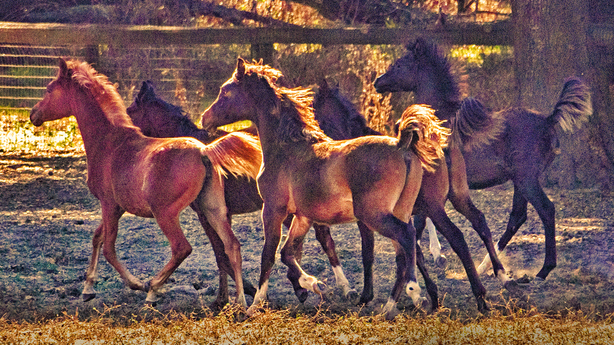 Varian Arabians
