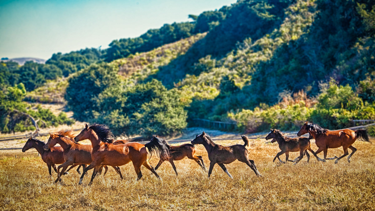 Varian Arabians