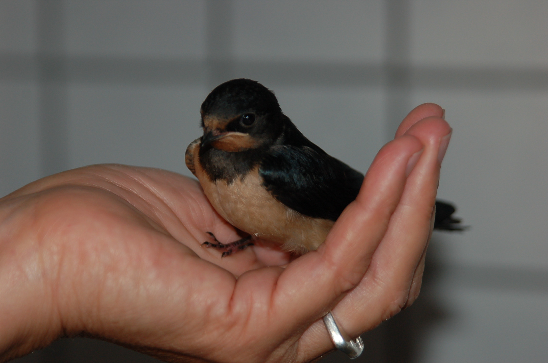 Aufgezogene Schwalbe